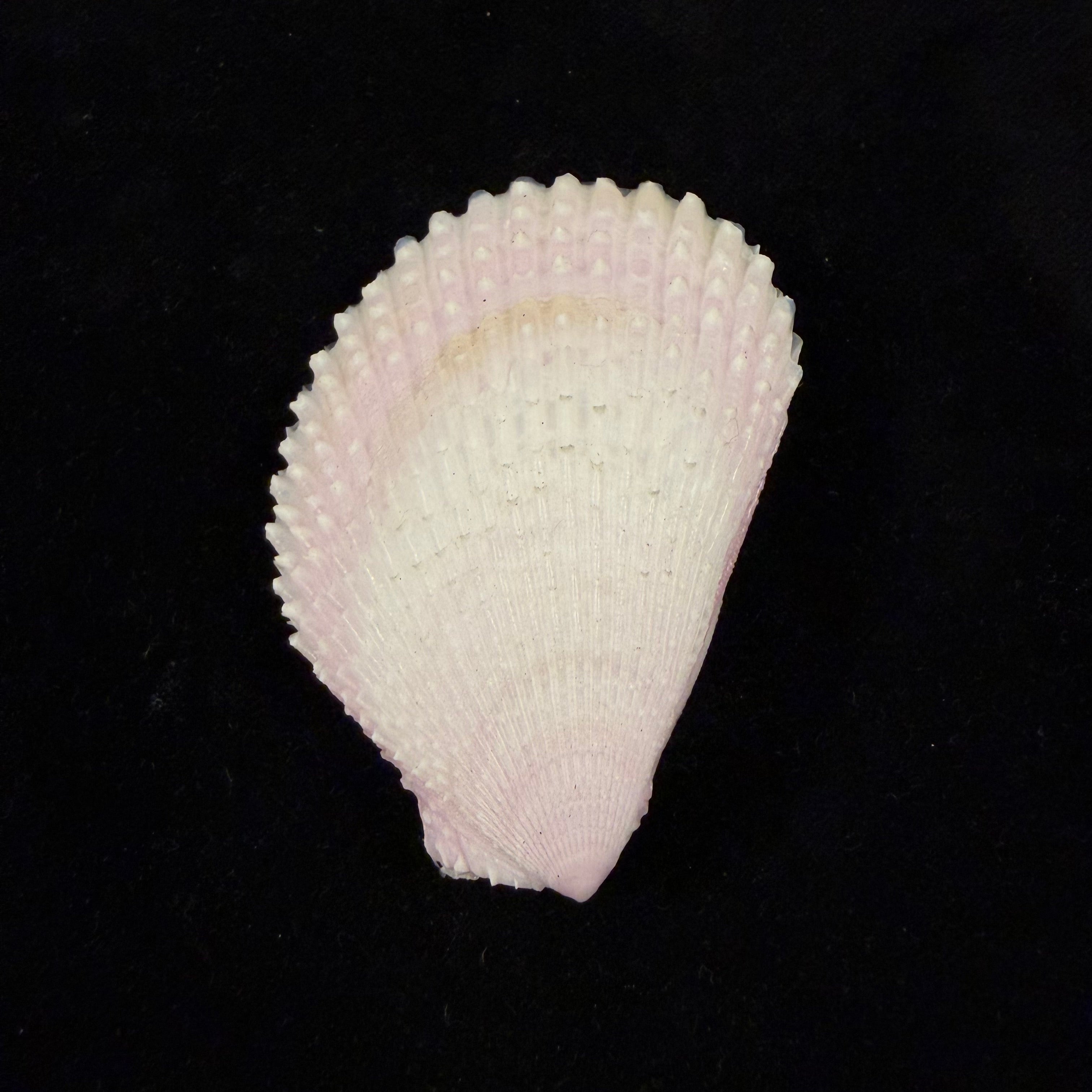 Lima lima (Linnaeus, 1758) - 72,5mm