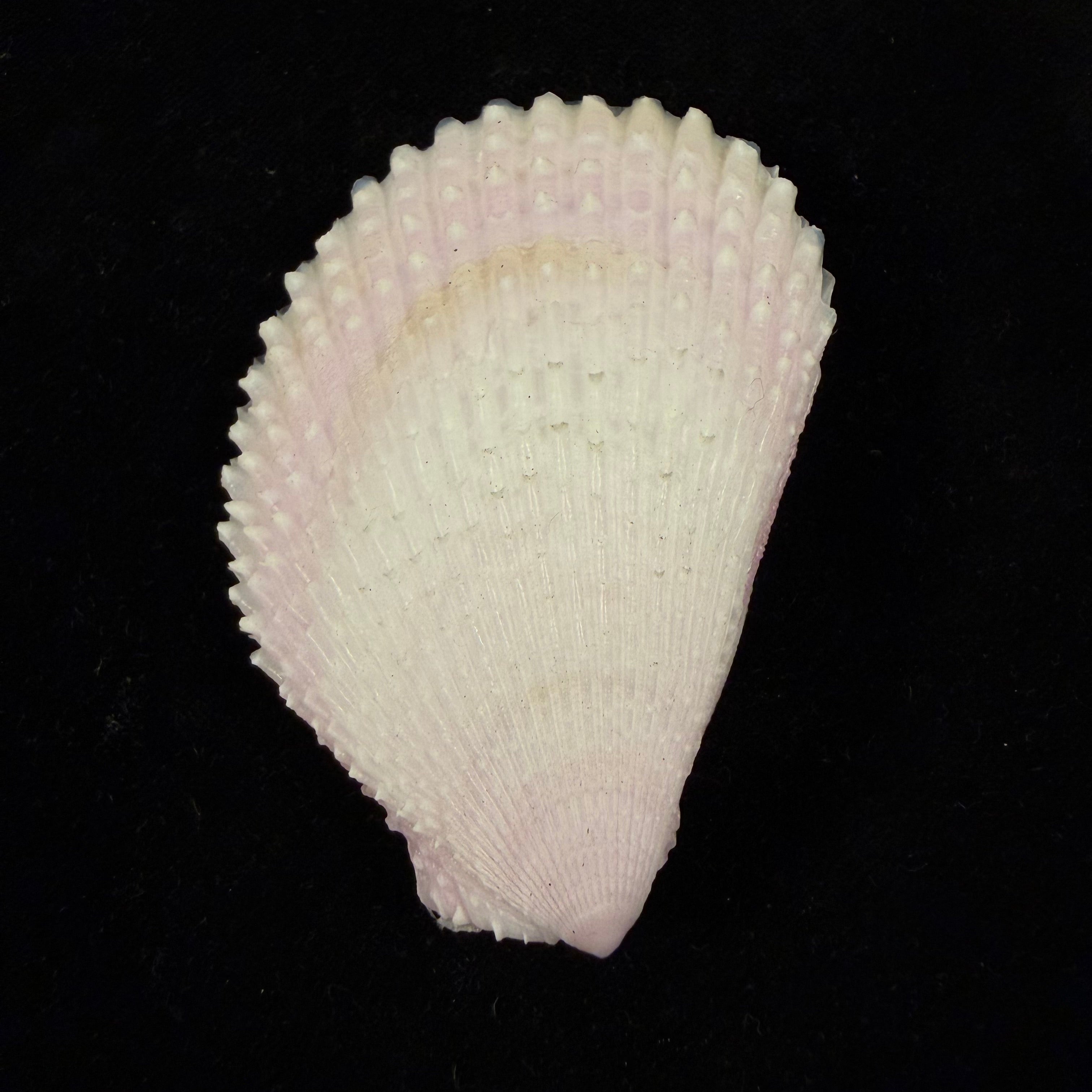 Lima lima (Linnaeus, 1758) - 72,5mm