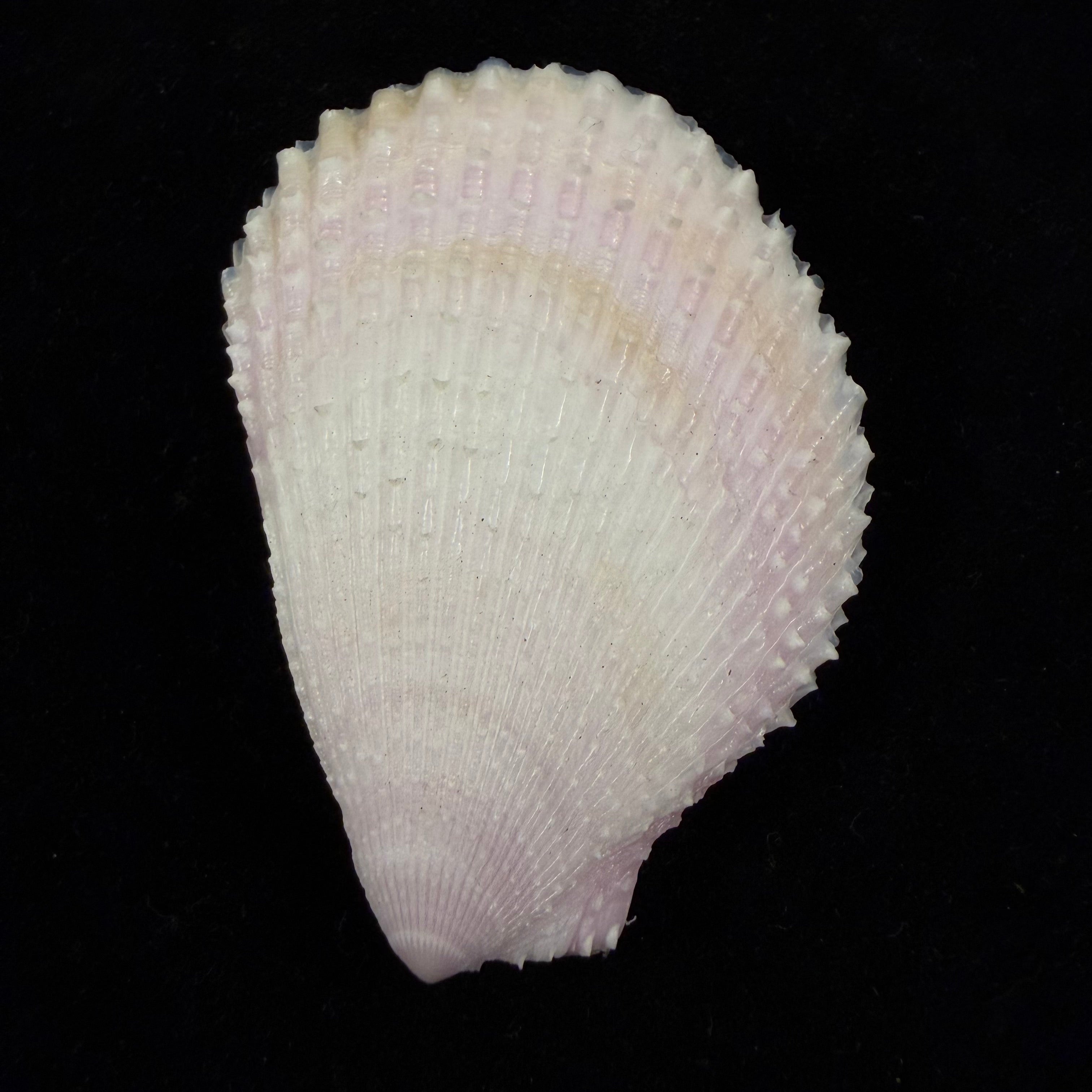 Lima lima (Linnaeus, 1758) - 72,5mm