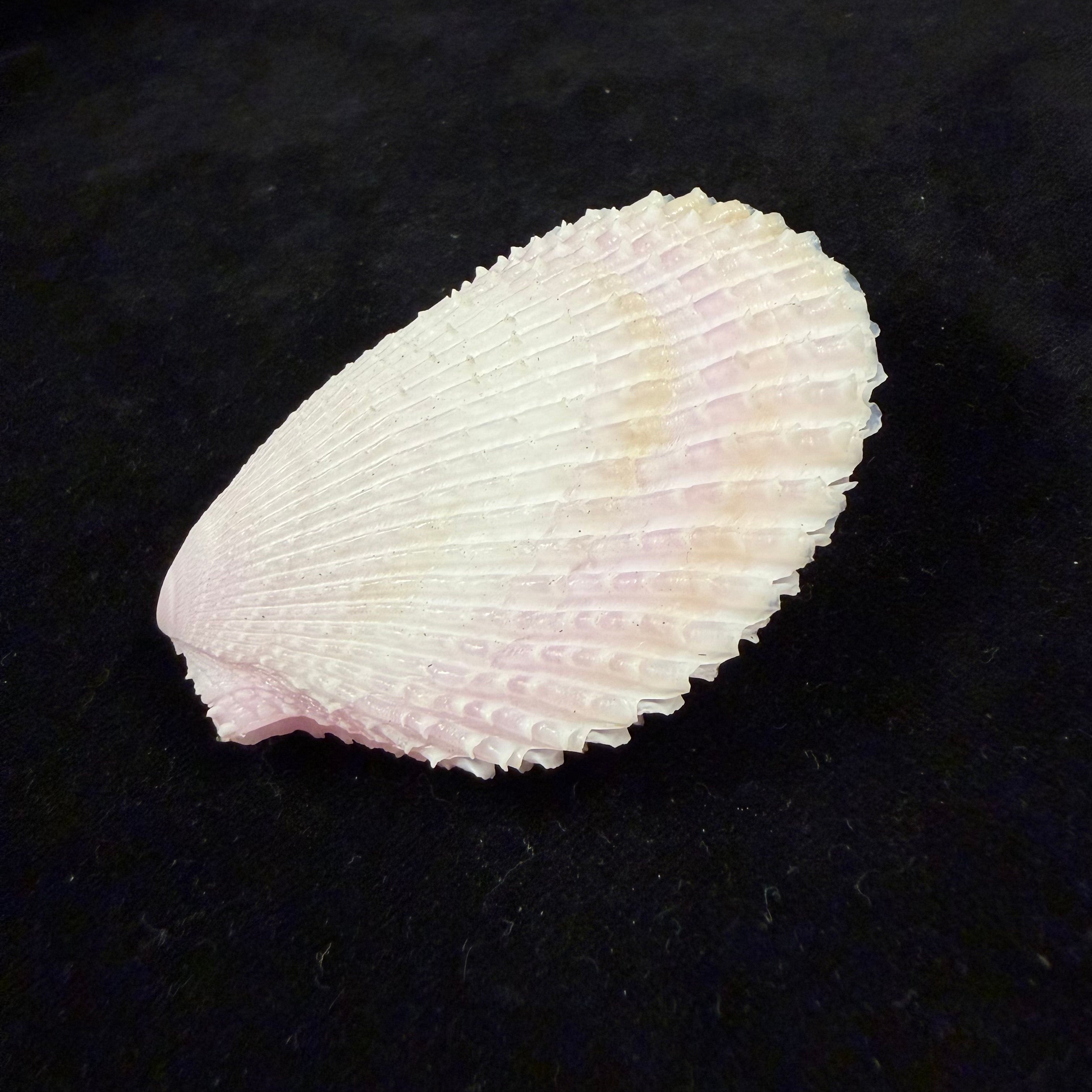 Lima lima (Linnaeus, 1758) - 72,5mm