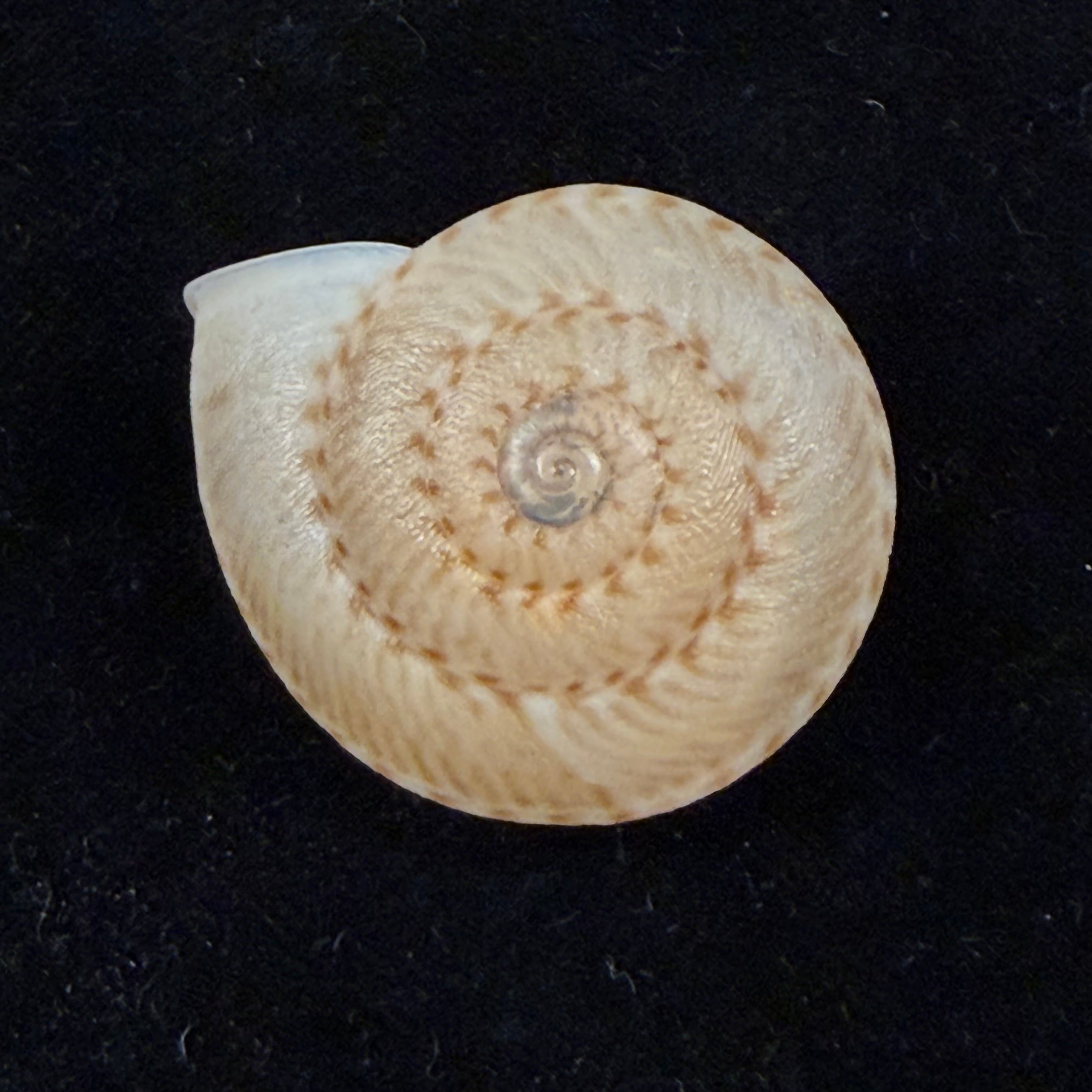 Solaropsis alcobacensis R. B. Salvador & Simone, 2015 - 34,1mm