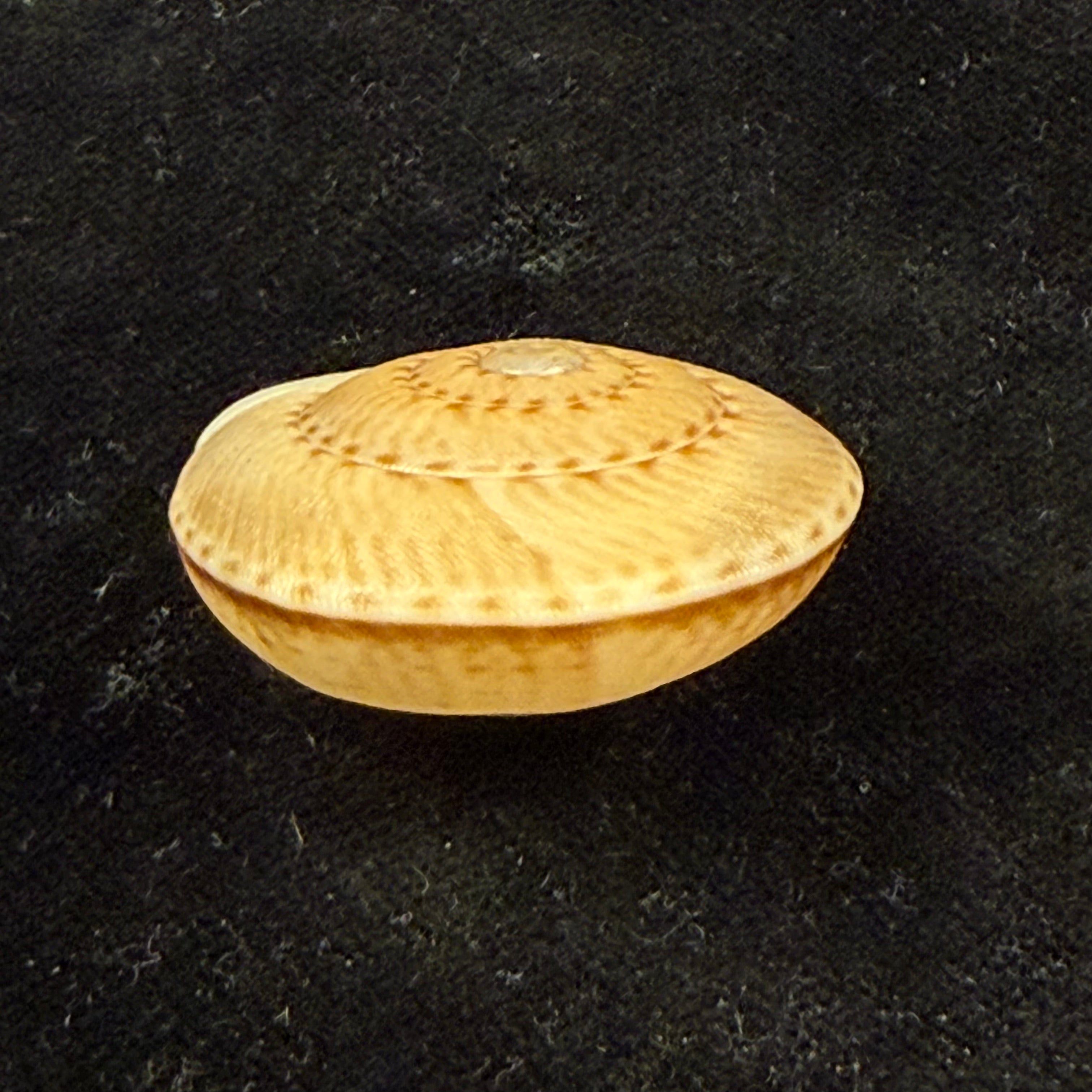 Solaropsis alcobacensis R. B. Salvador & Simone, 2015 - 34,1mm