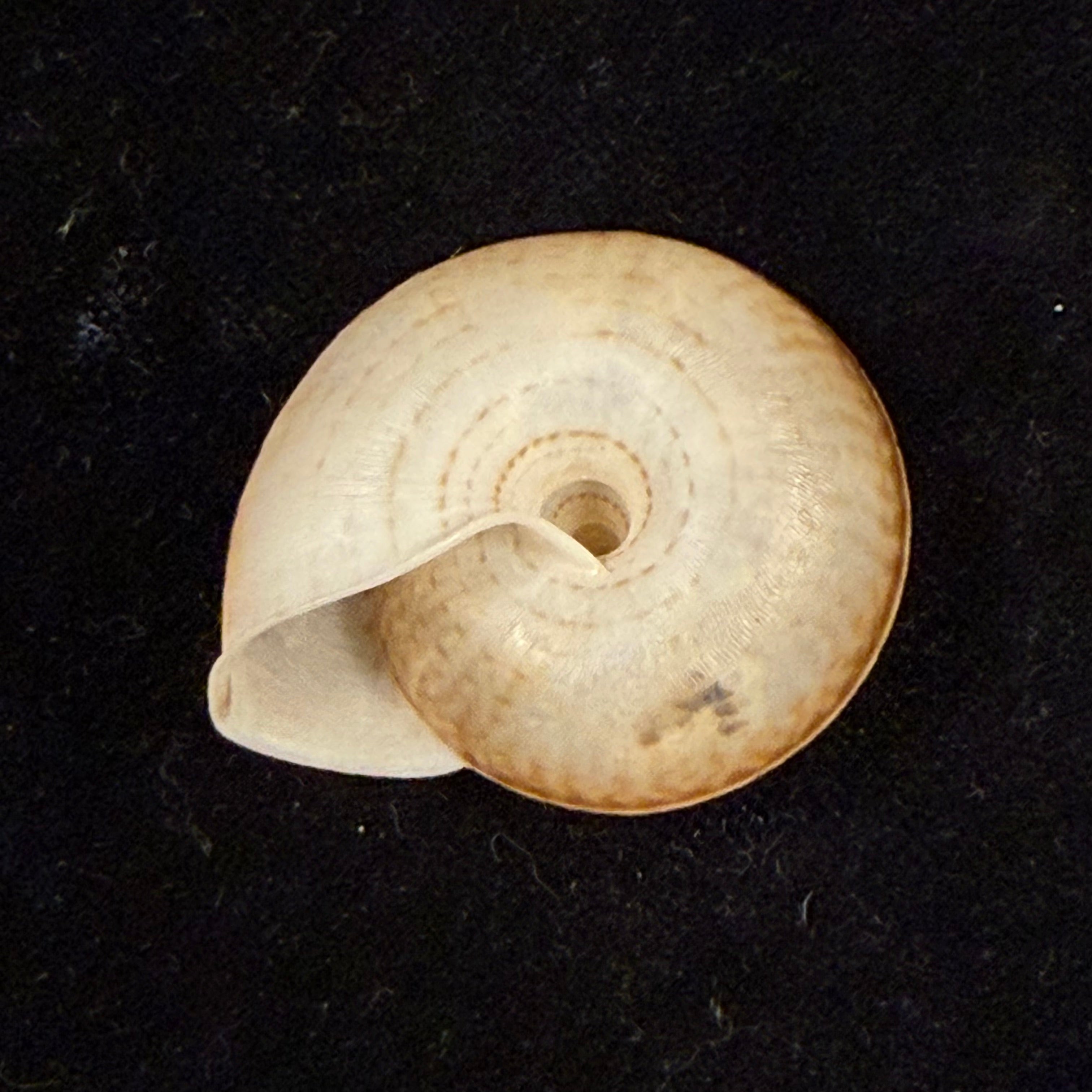 Solaropsis alcobacensis R. B. Salvador & Simone, 2015 - 34,1mm