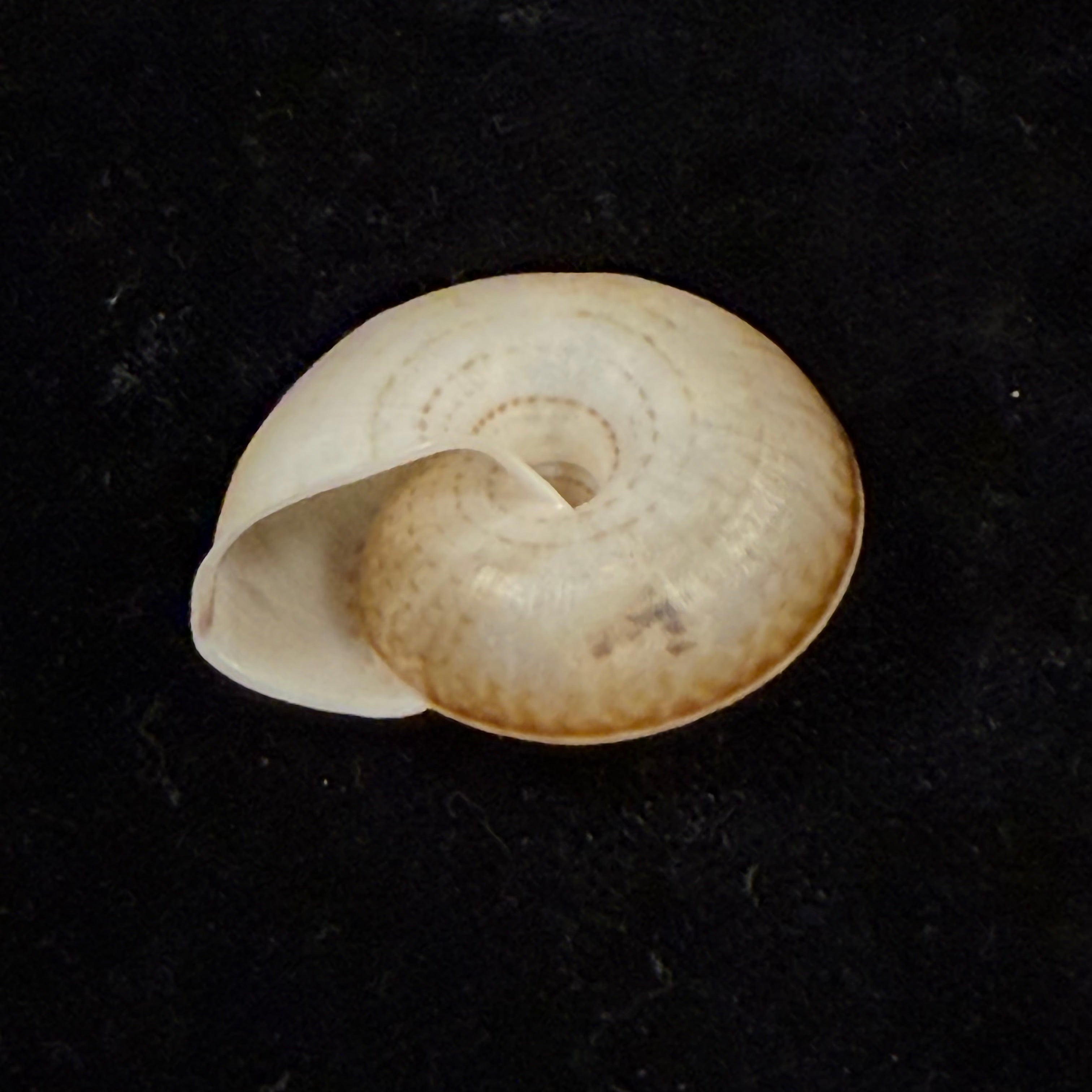 Solaropsis alcobacensis R. B. Salvador & Simone, 2015 - 34,1mm