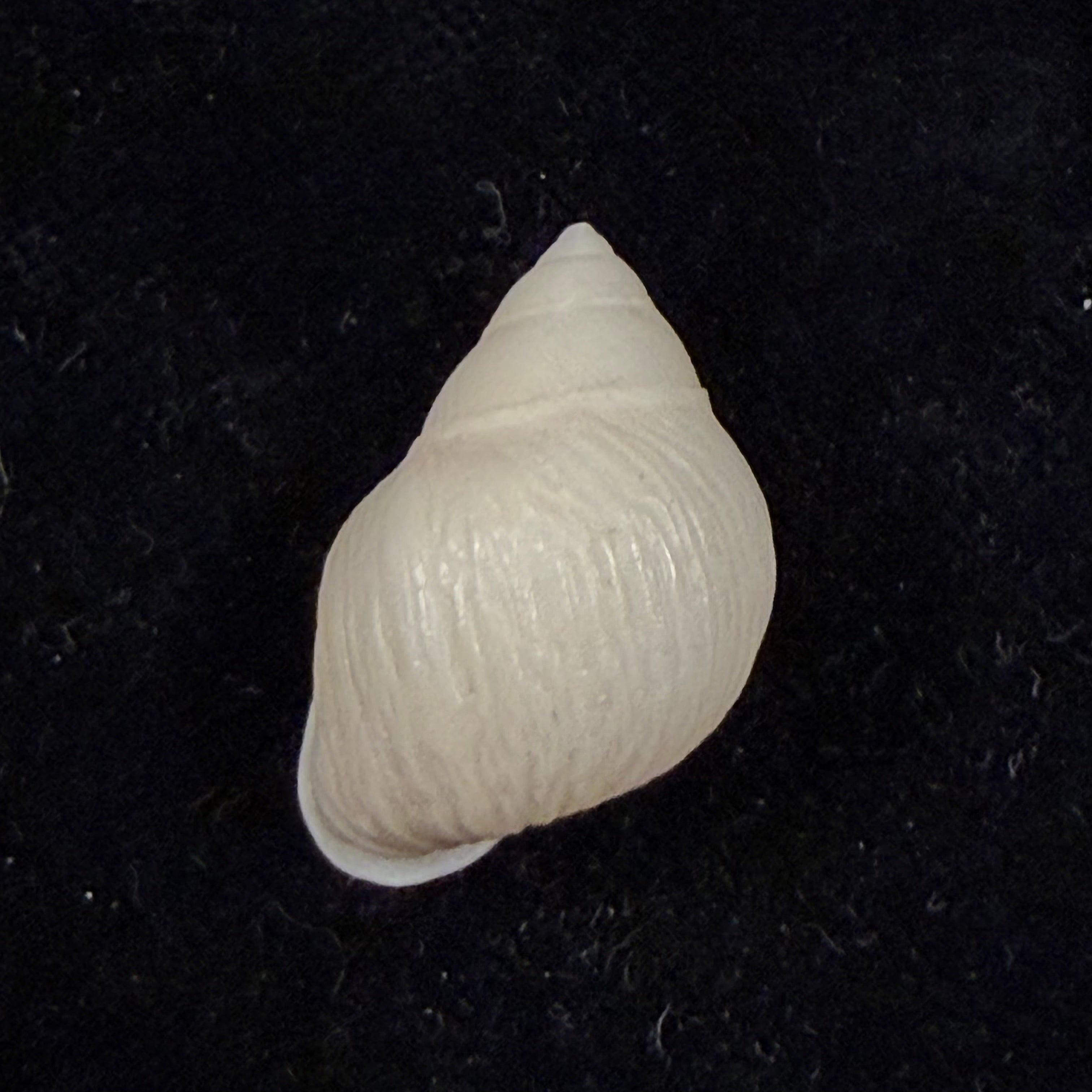 Hyperaulax ramagei (E. A. Smith, 1890) - 24,2mm