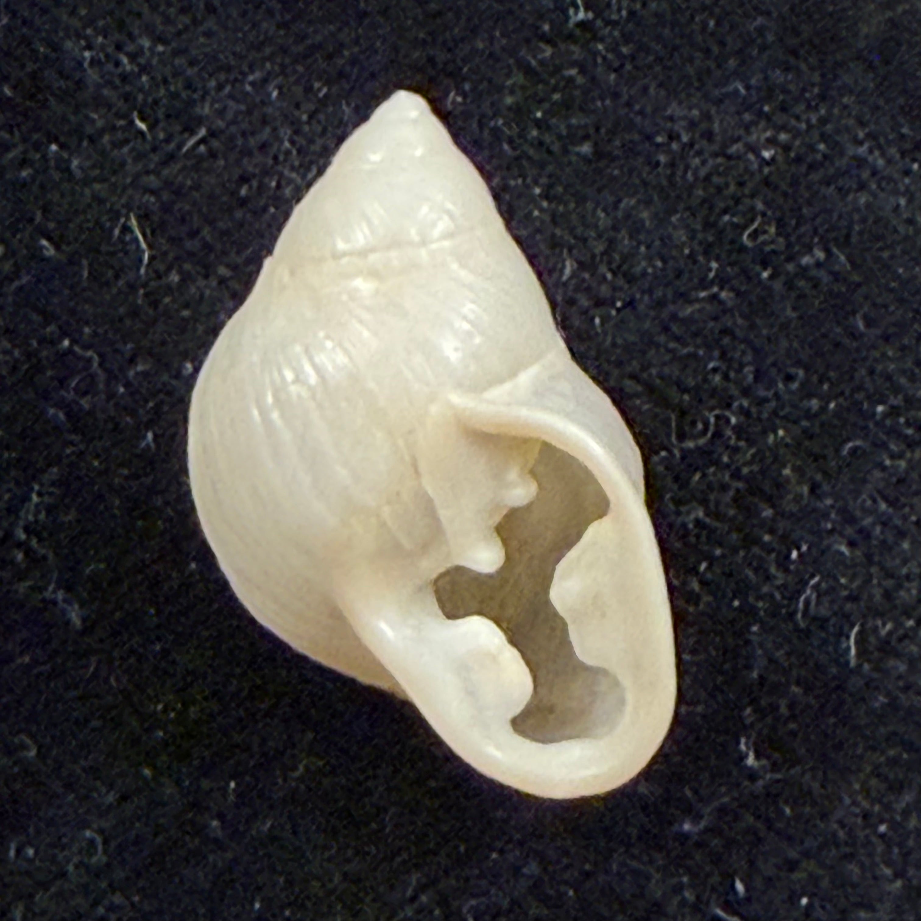 Hyperaulax ramagei (E. A. Smith, 1890) - 24,2mm