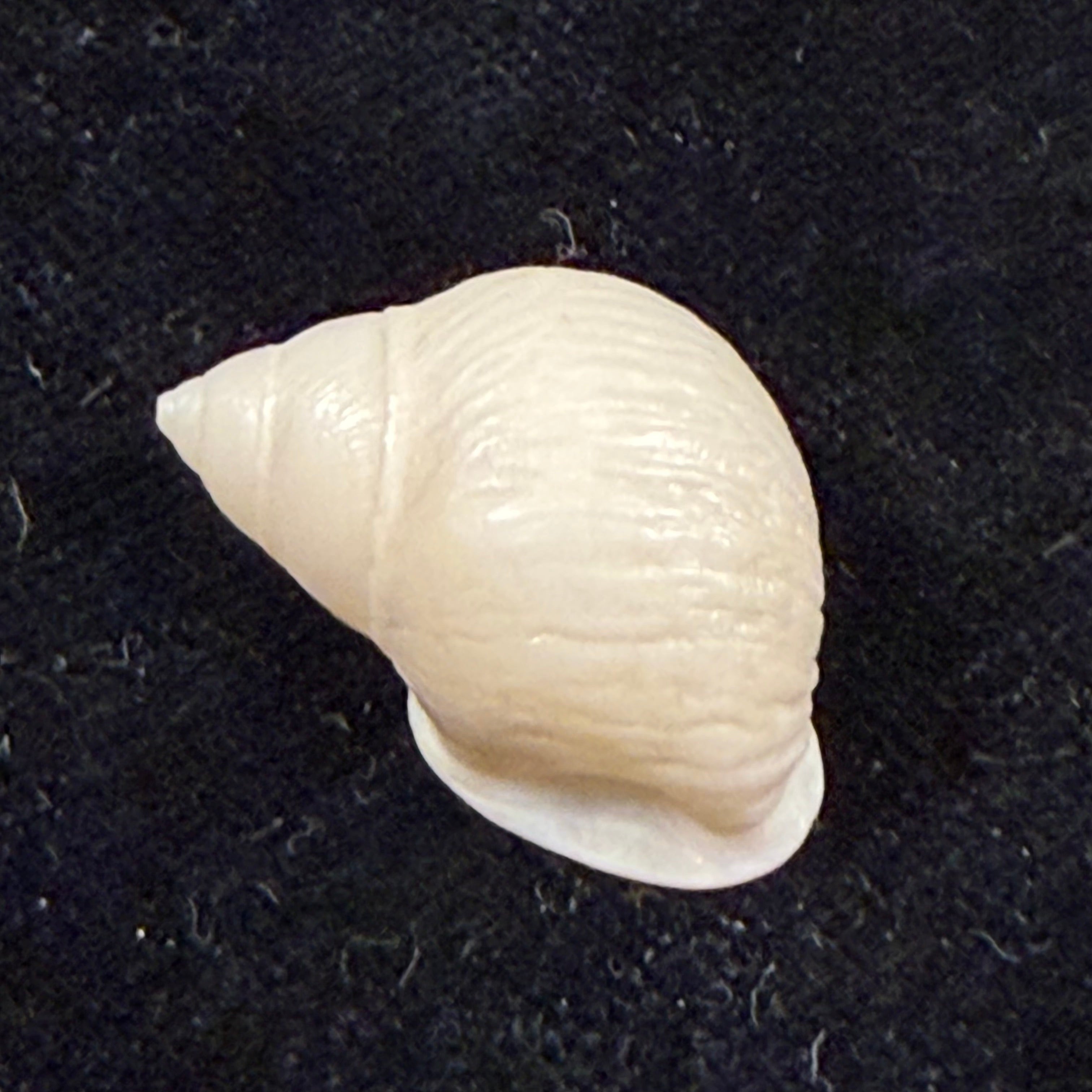 Hyperaulax ramagei (E. A. Smith, 1890) - 24,2mm