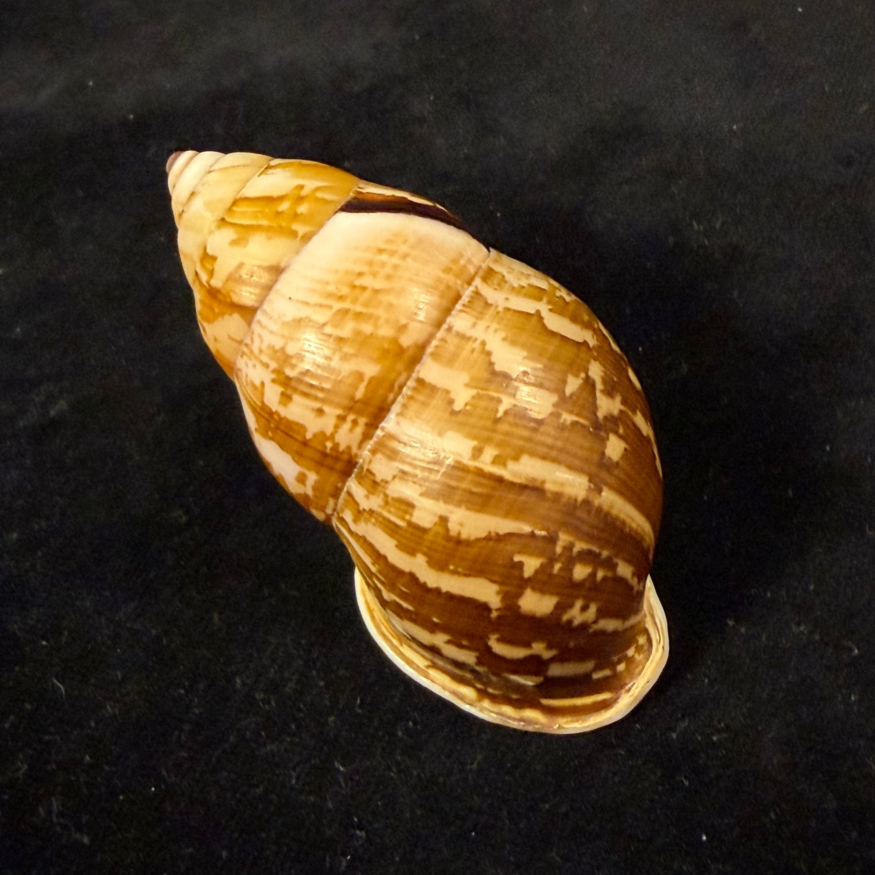 Amphidromus cambojiensis (Reeve, 1860) - 69,4mm