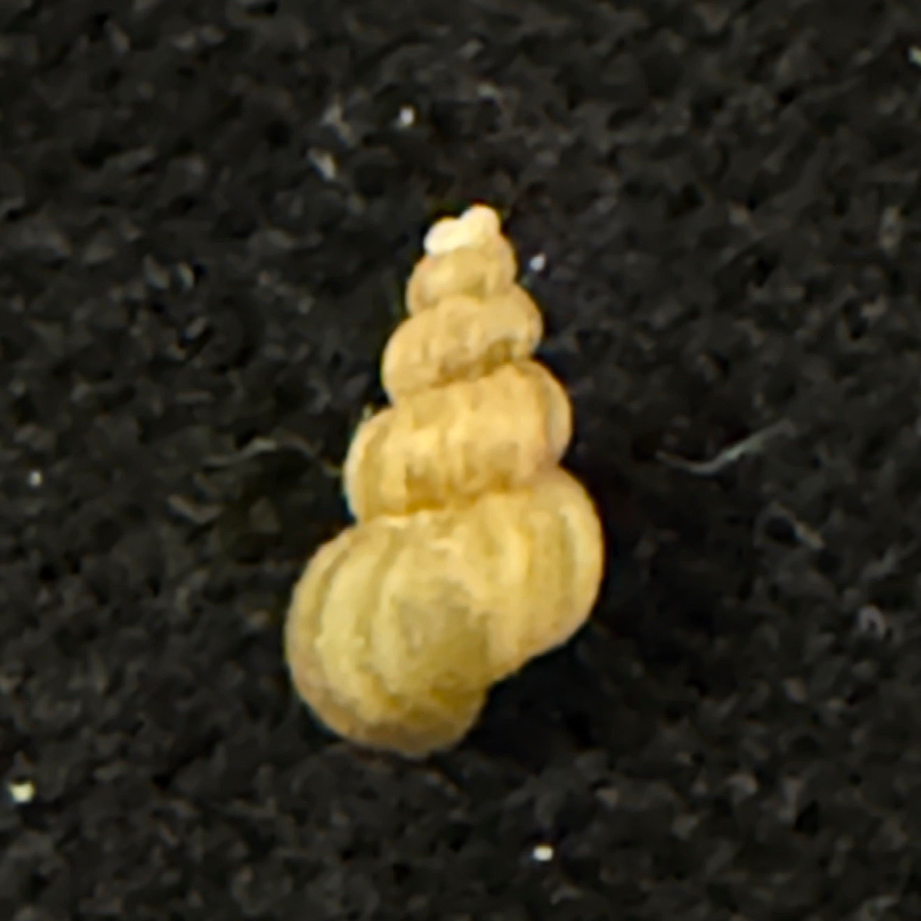 Maackia costata (W. Dybowski, 1875) - 6,8mm