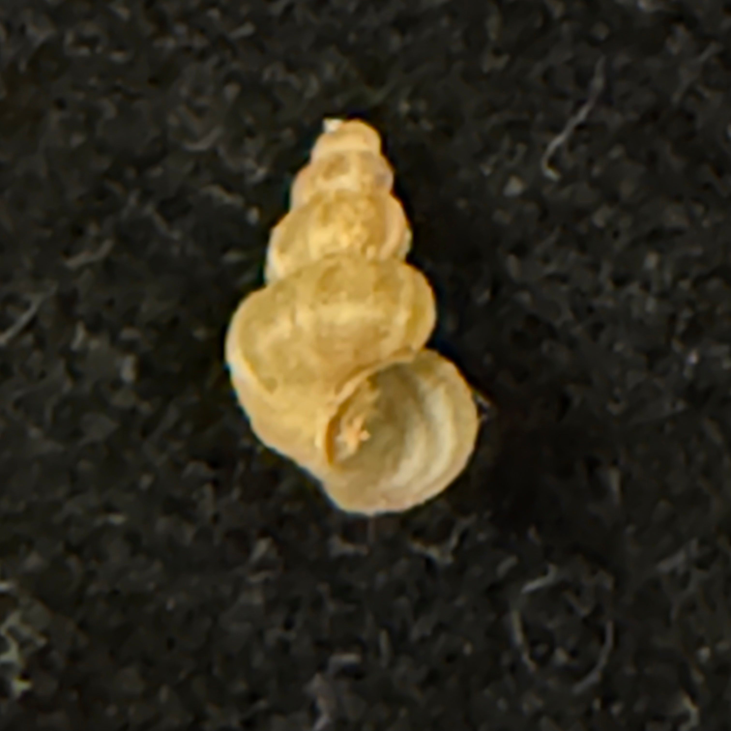 Maackia costata (W. Dybowski, 1875) - 6,8mm