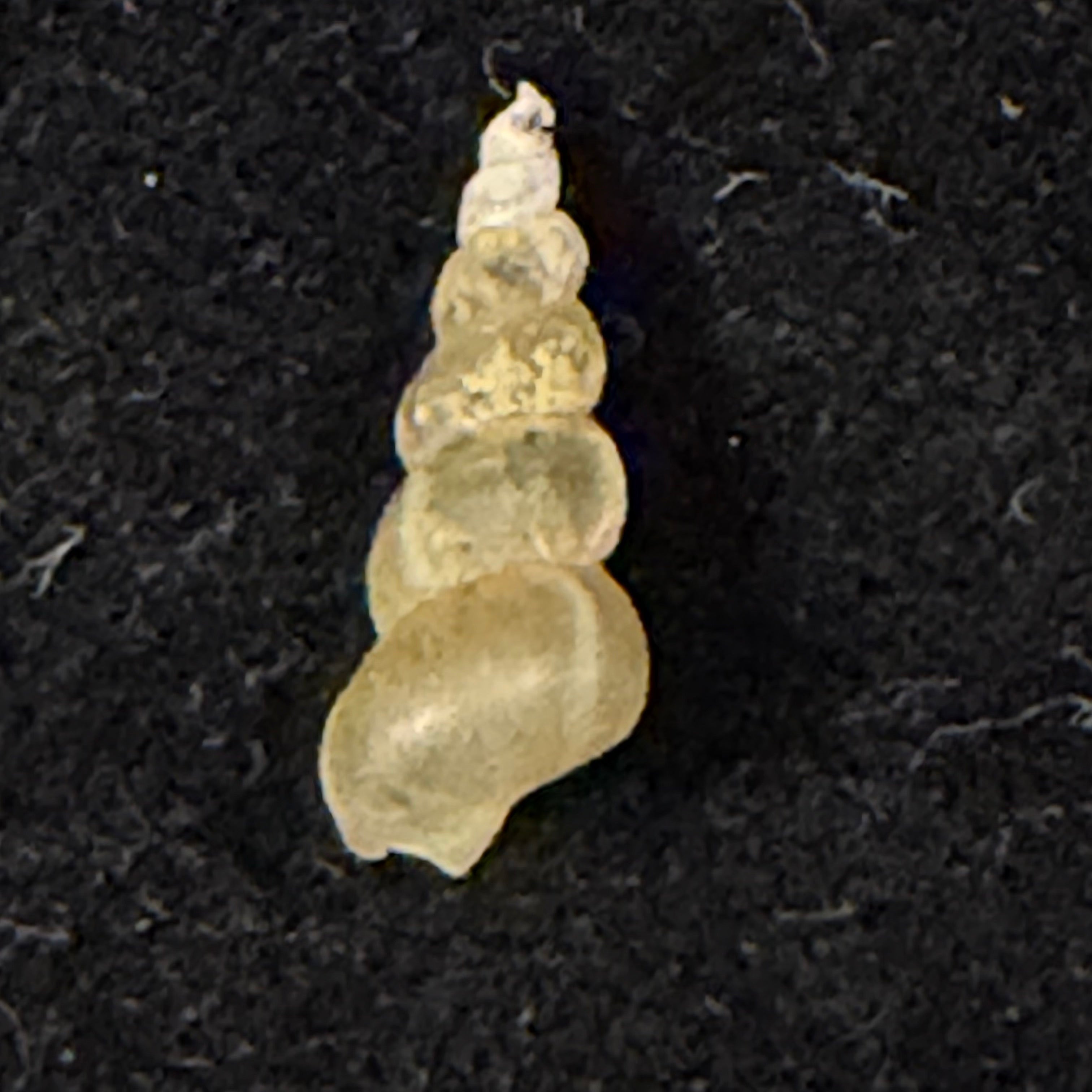 Baicalia turriformis (W. Dybowski, 1875) - 14,9mm