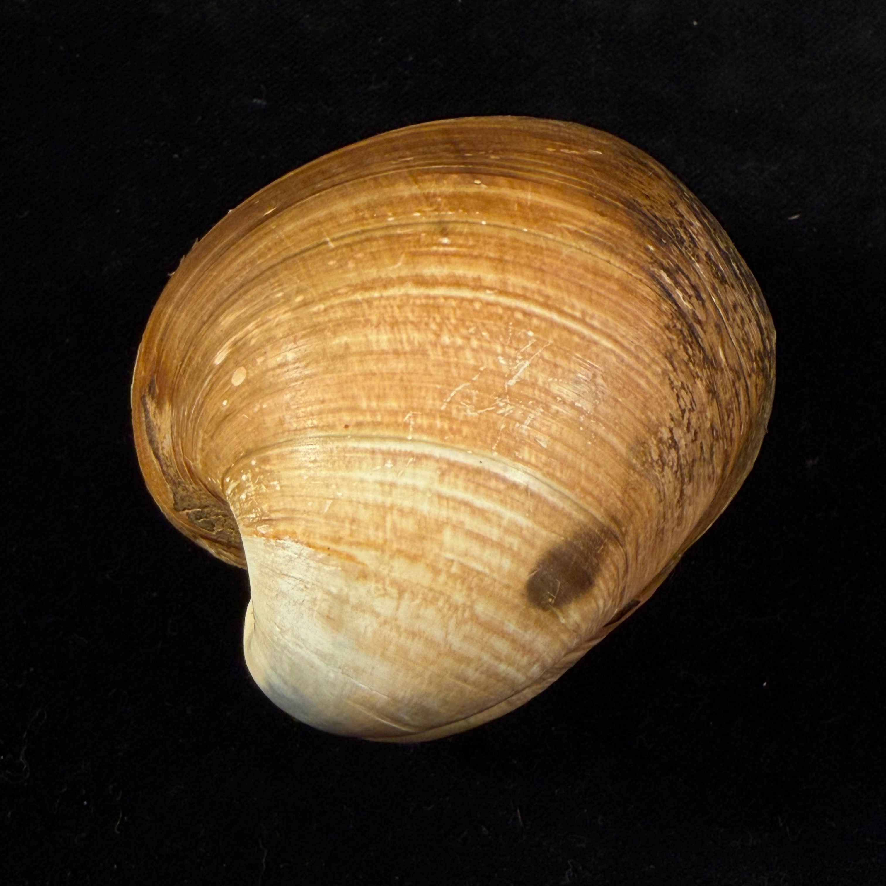 Glossus humanus (Linnaeus, 1758) - 58,8mm