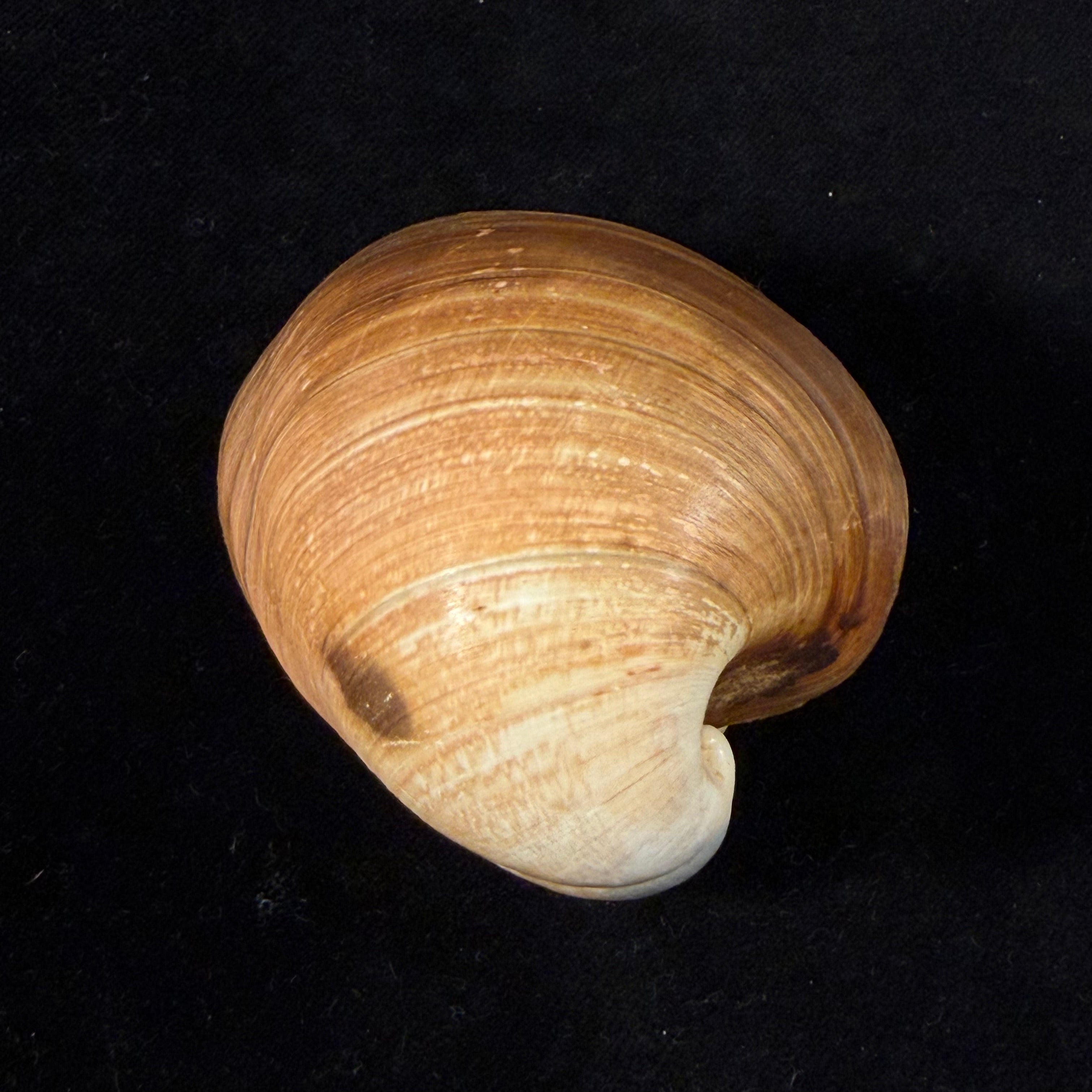 Glossus humanus (Linnaeus, 1758) - 58,8mm