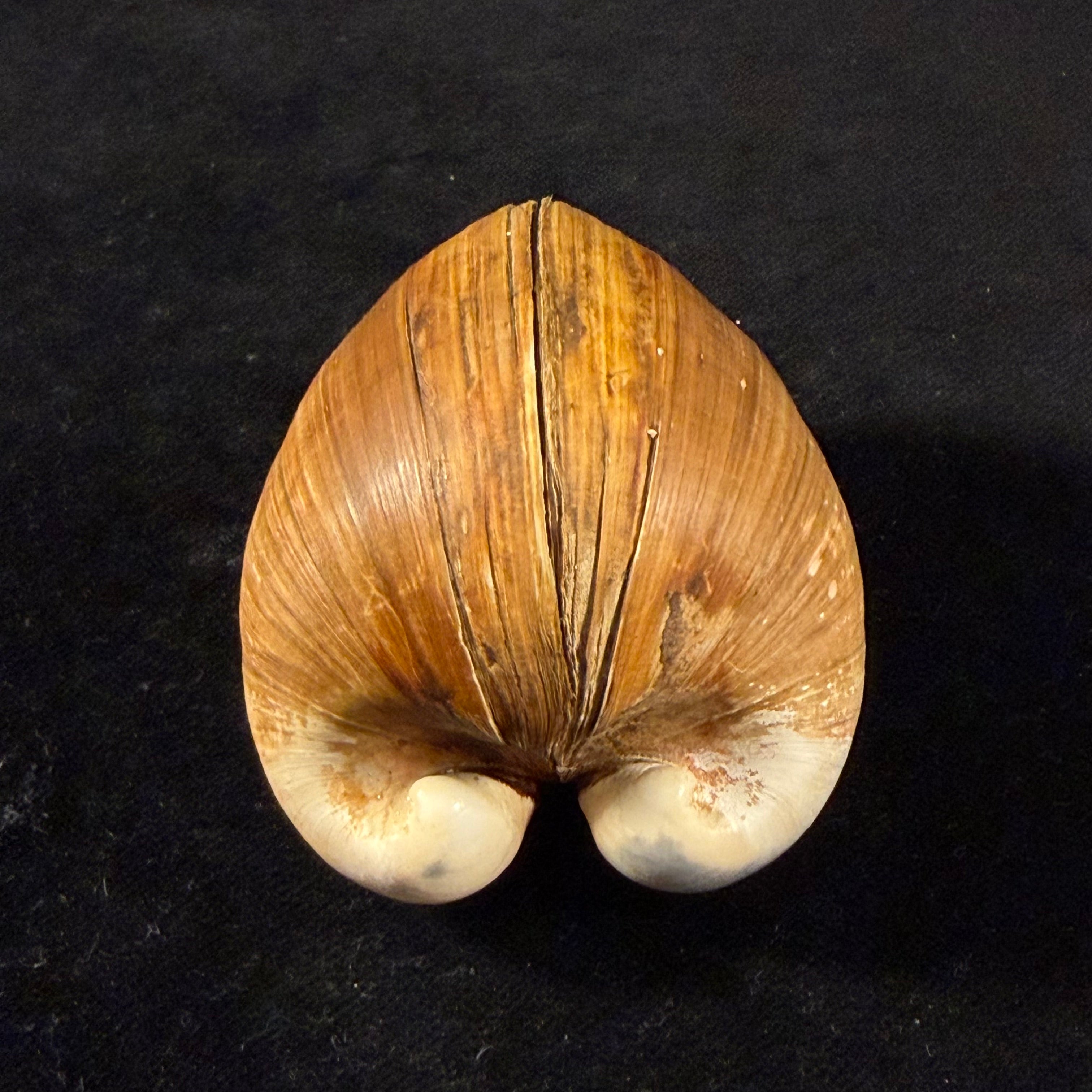 Glossus humanus (Linnaeus, 1758) - 58,8mm