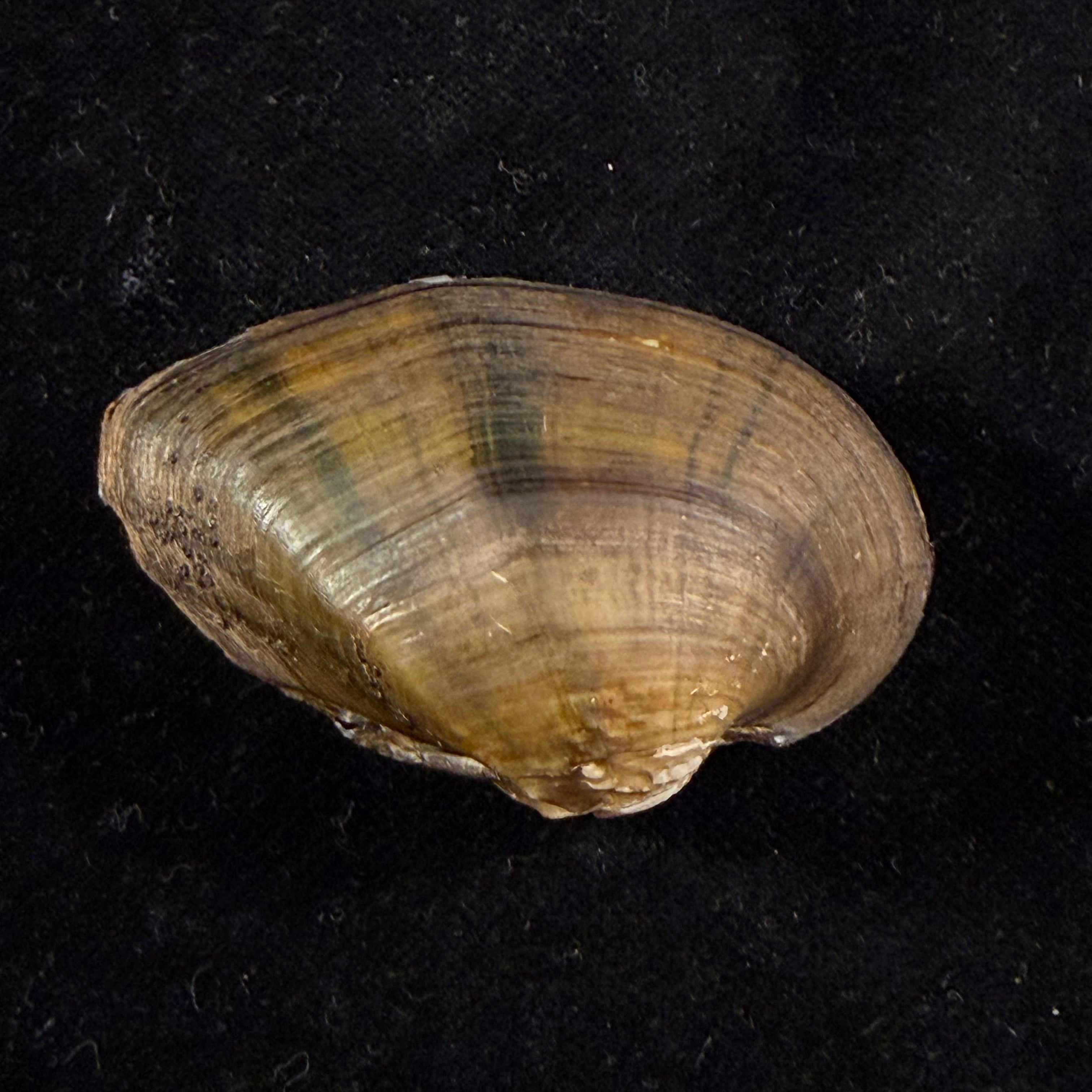 Acuticosta chinensis (I. Lea, 1868) - 48,8mm