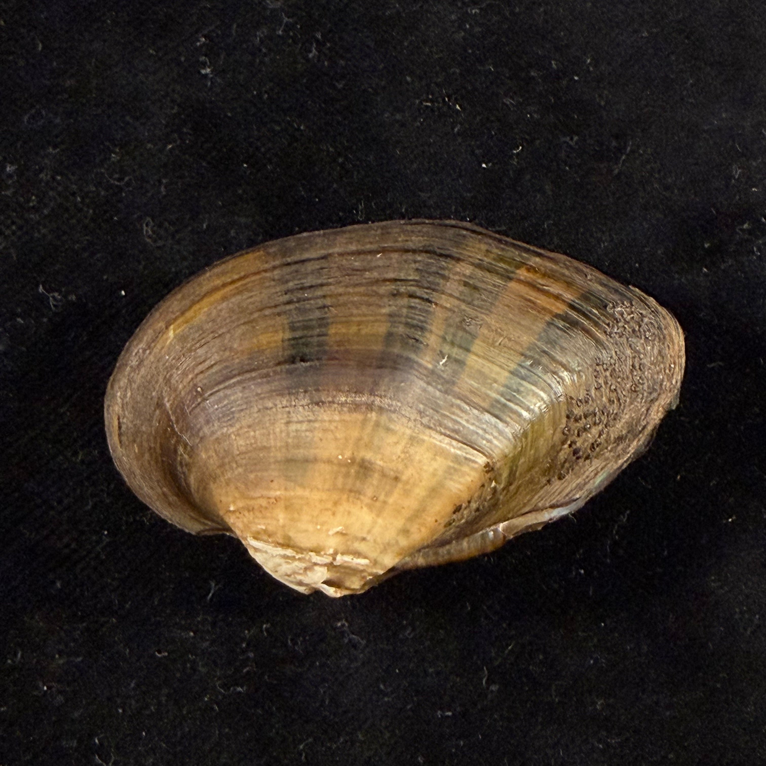 Acuticosta chinensis (I. Lea, 1868) - 48,8mm