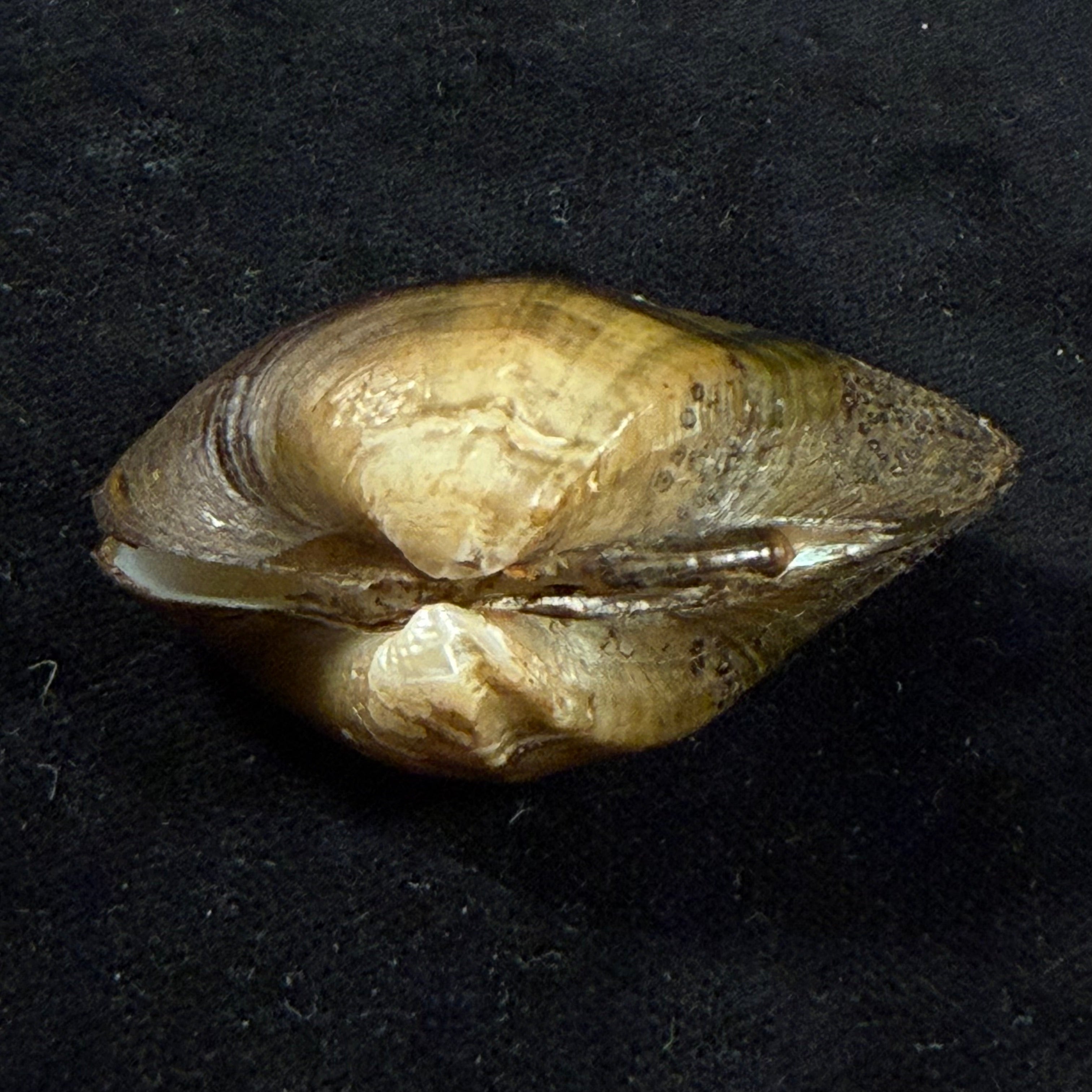 Acuticosta chinensis (I. Lea, 1868) - 48,8mm