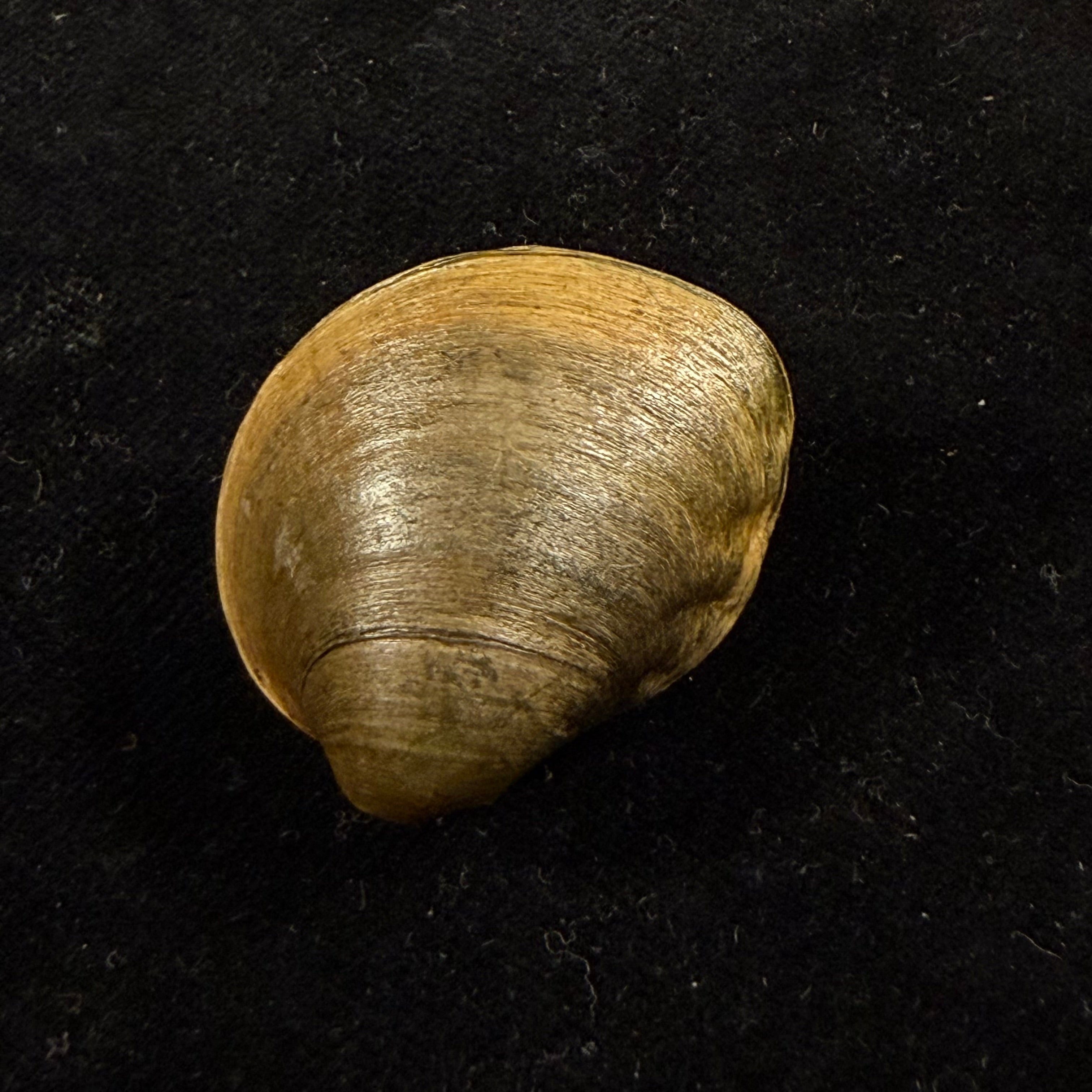 Aculamprotula tortuosa (I. Lea, 1865) - 31,3mm