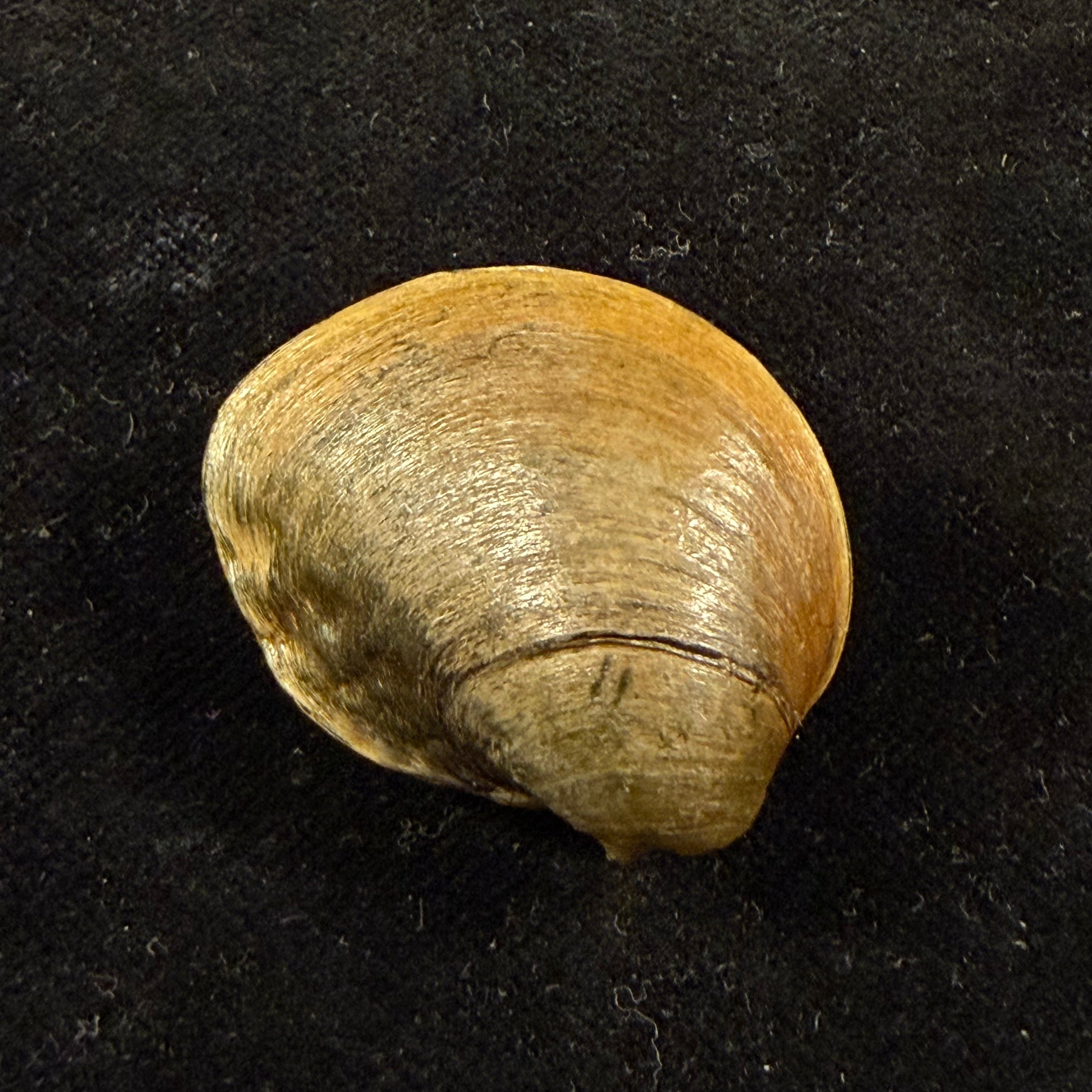 Aculamprotula tortuosa (I. Lea, 1865) - 31,3mm