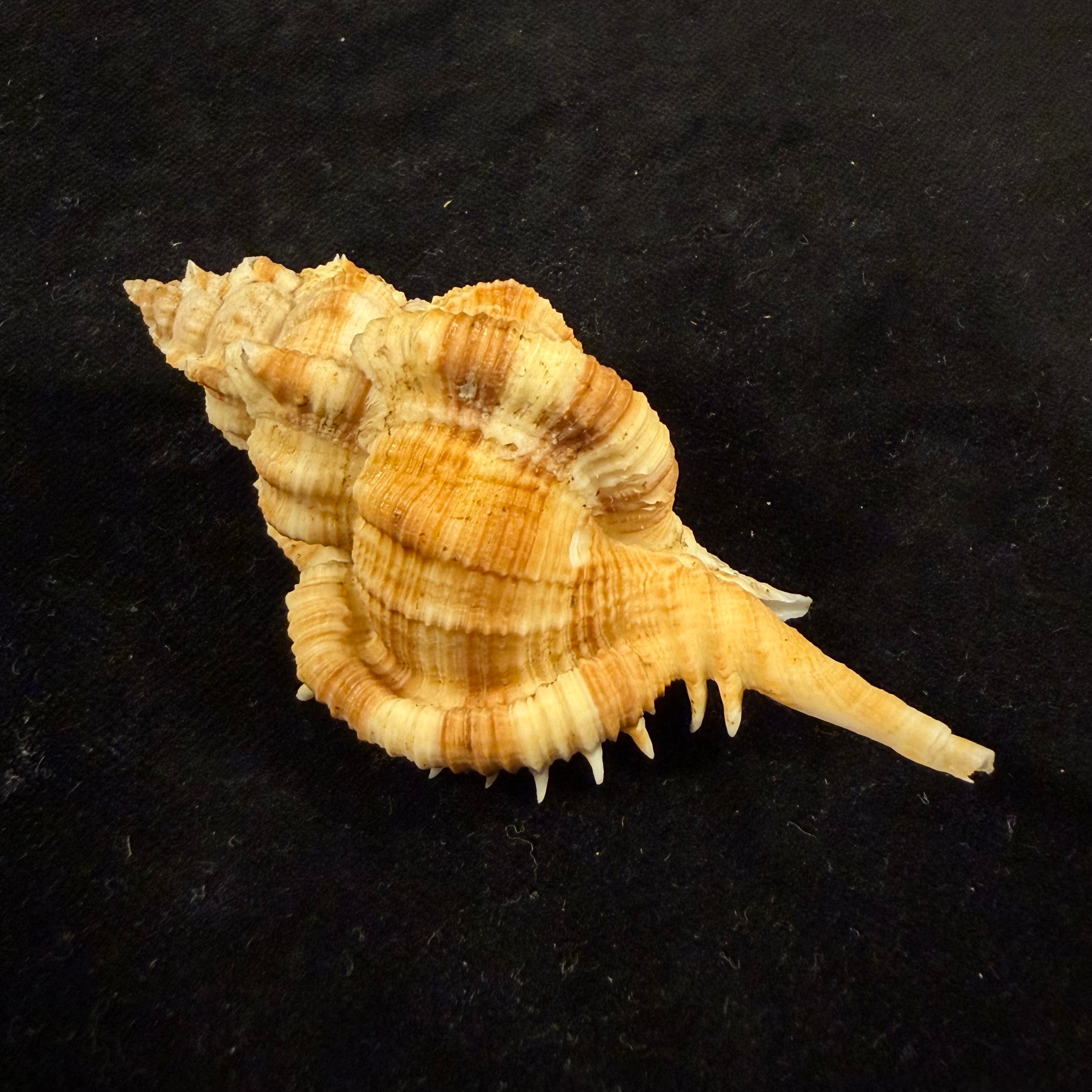 Siratus pliciferoides (Kuroda, 1942) - 82,7mm