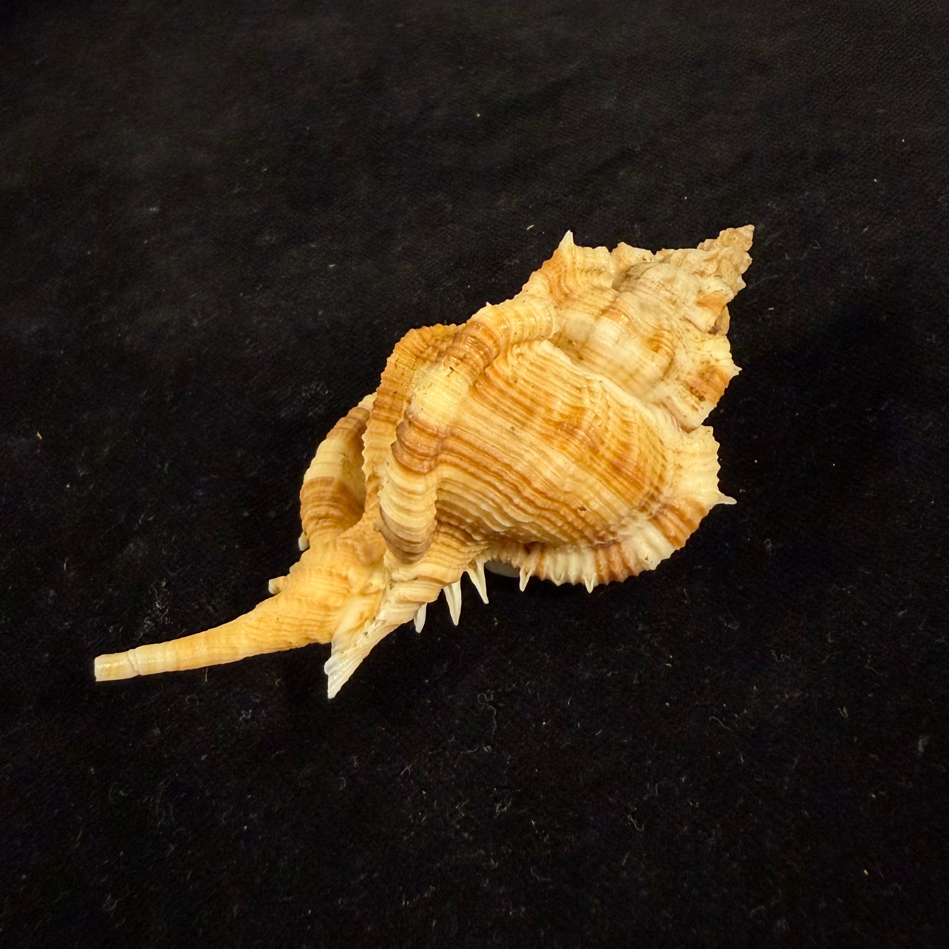 Siratus pliciferoides (Kuroda, 1942) - 82,7mm