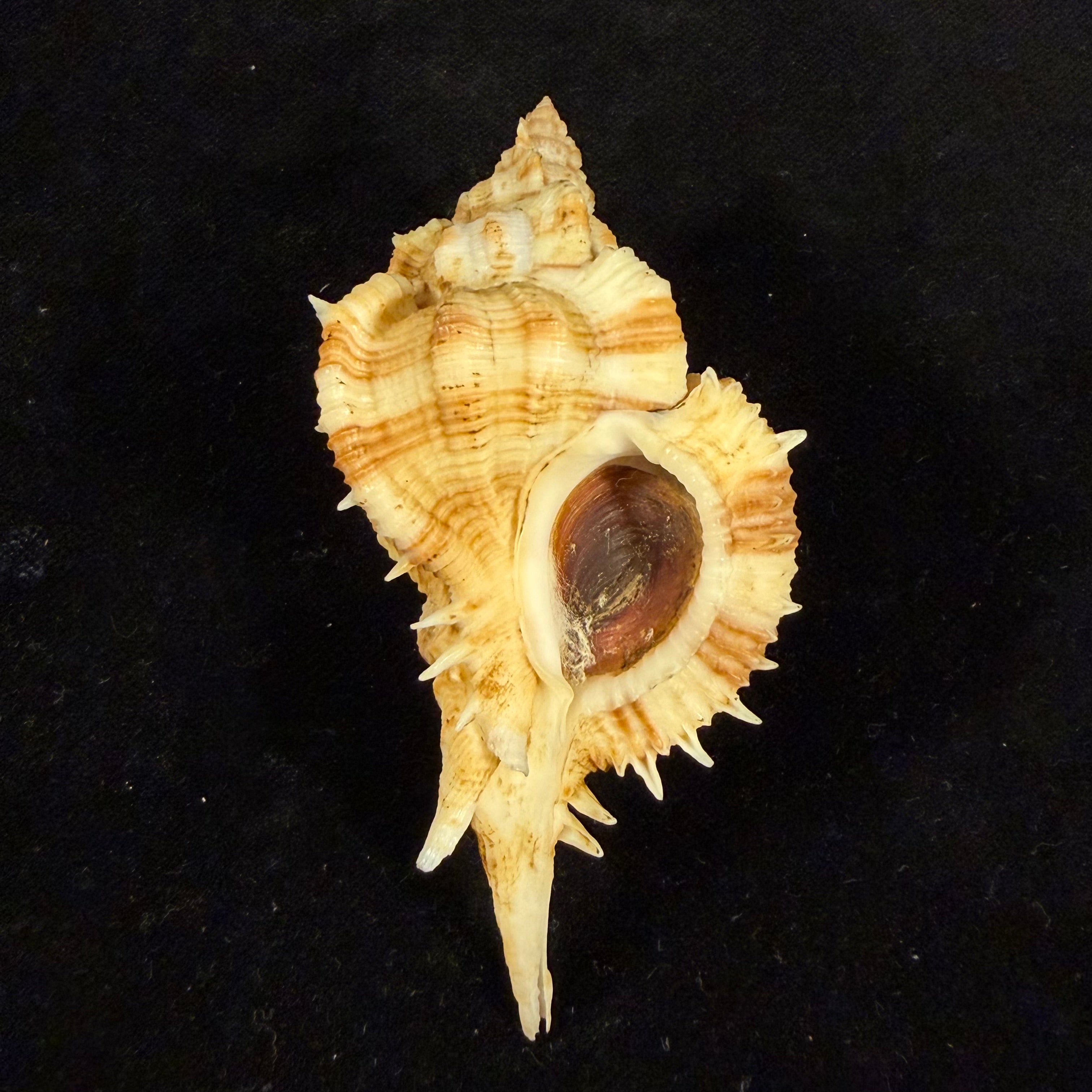 Siratus pliciferoides (Kuroda, 1942) - 82,7mm