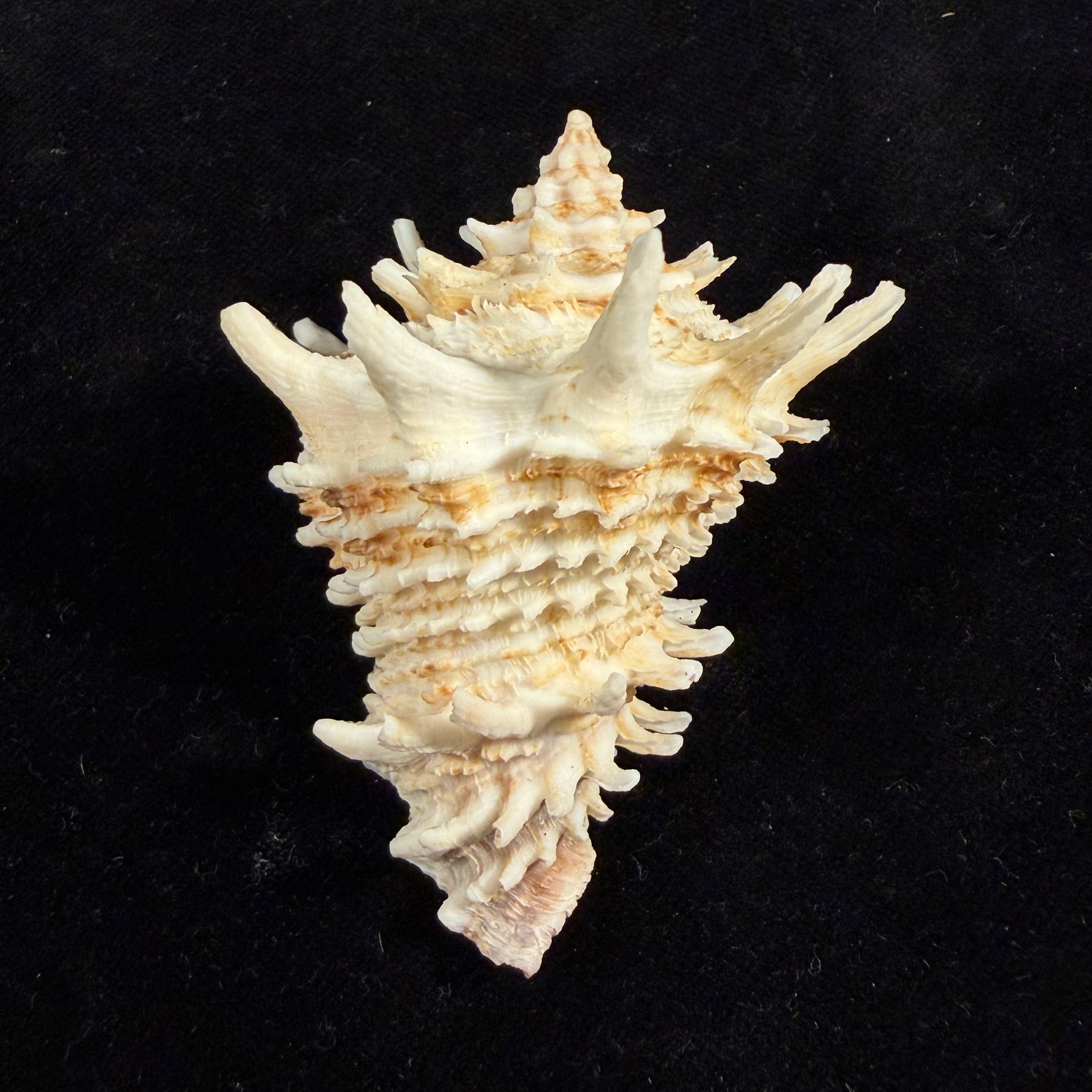 Aristovasum cassiforme (Kiener, 1840) - 68,9mm