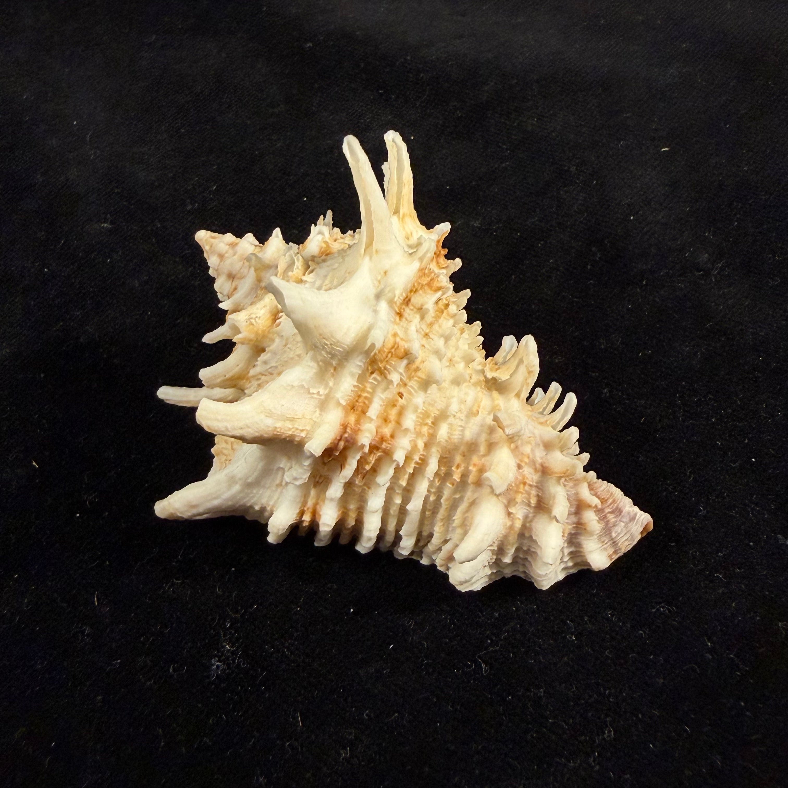 Aristovasum cassiforme (Kiener, 1840) - 68,9mm