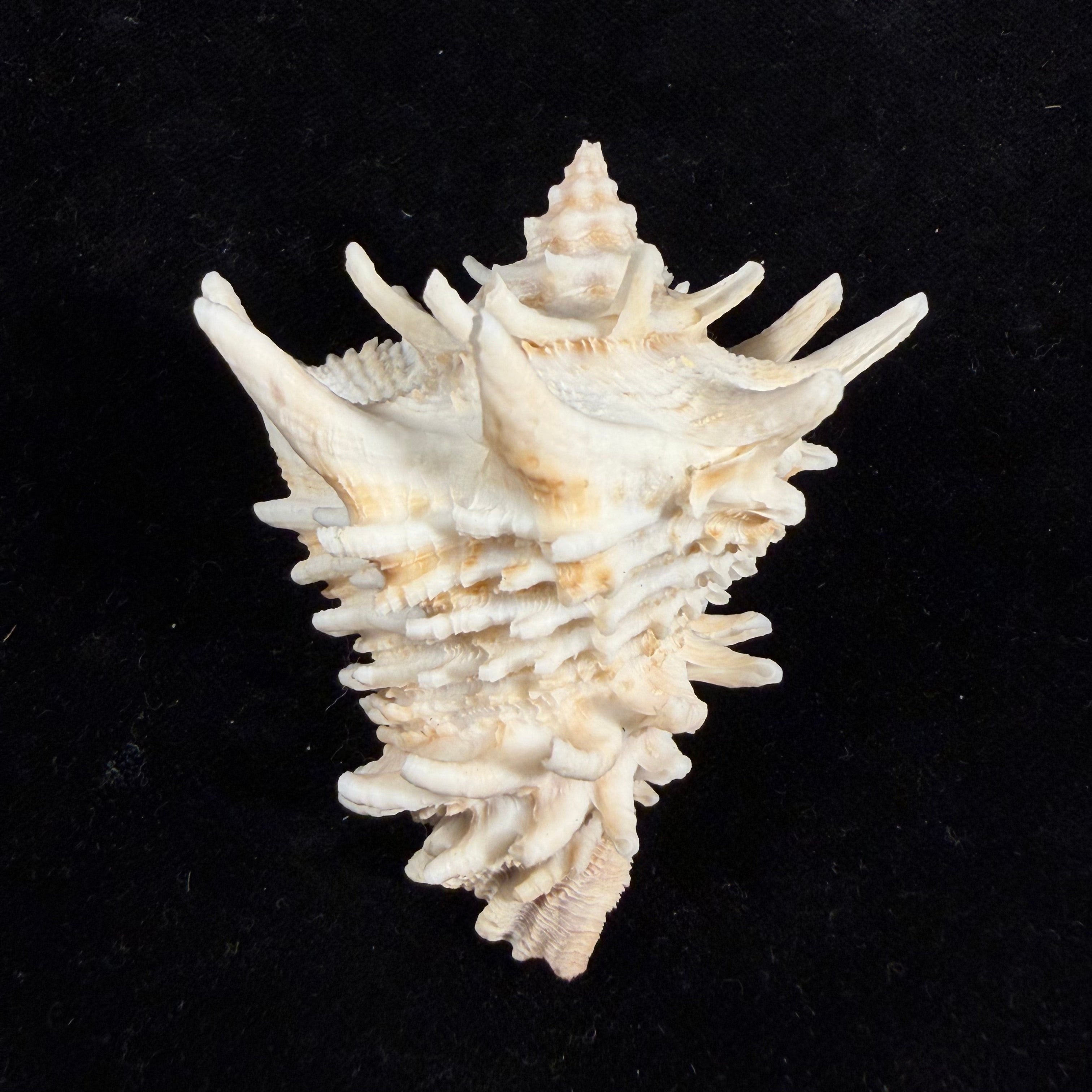 Aristovasum cassiforme (Kiener, 1840) - 65,3mm