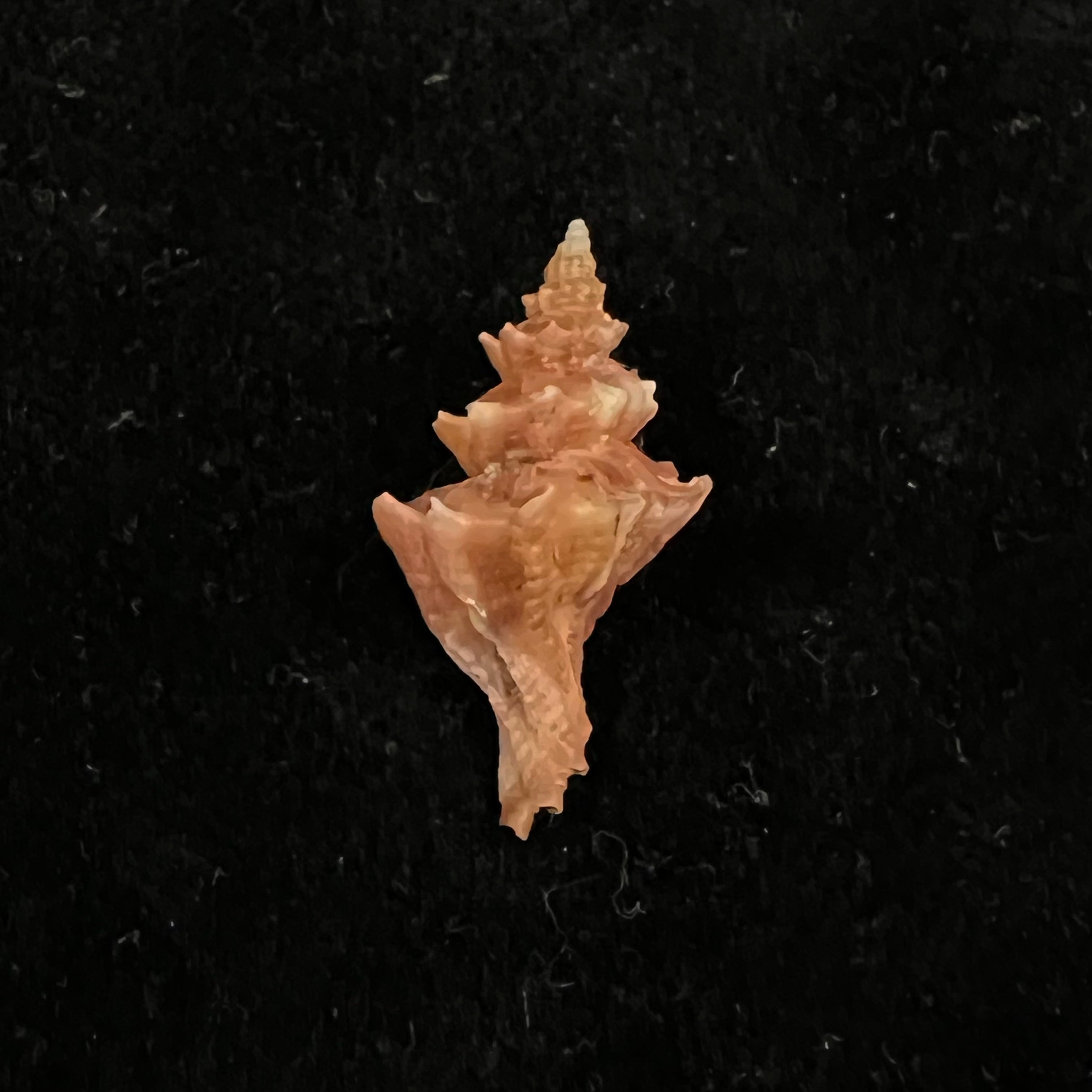 Trophon pelseneeri EA Smith，1915年 - 27,3mm