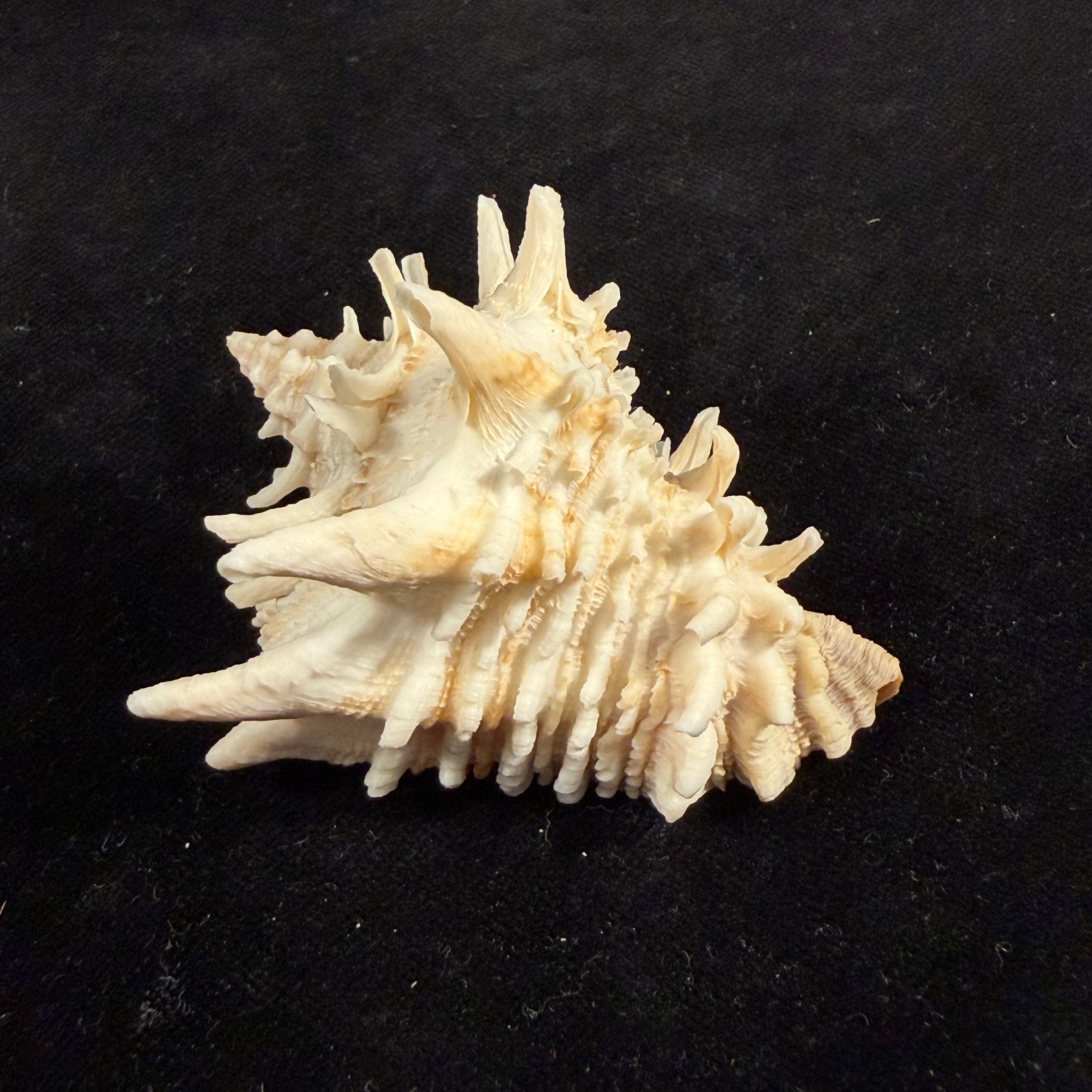 Aristovasum cassiforme (Kiener, 1840) - 65,3mm
