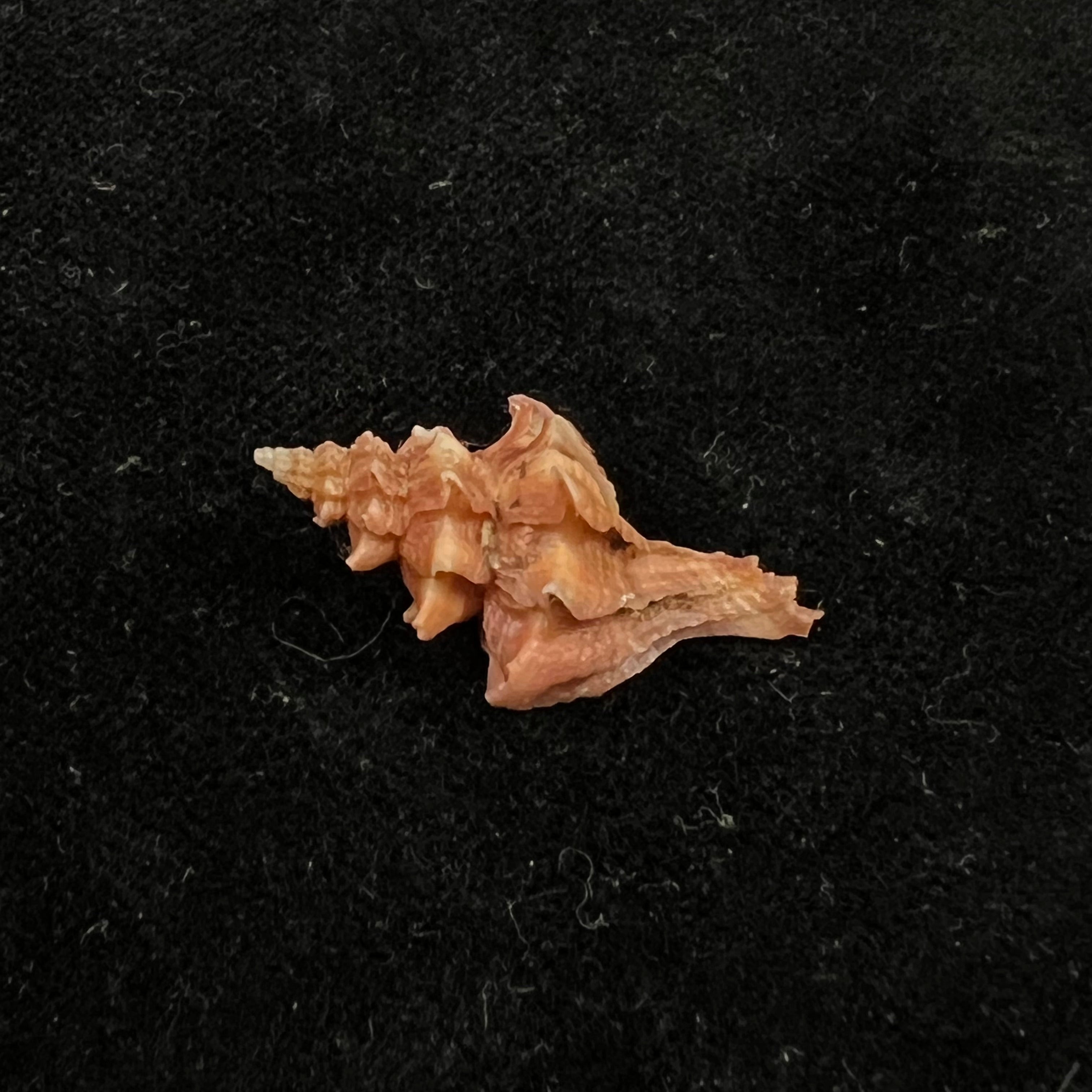 Trophon pelseneeri EA Smith，1915年 - 27,3mm