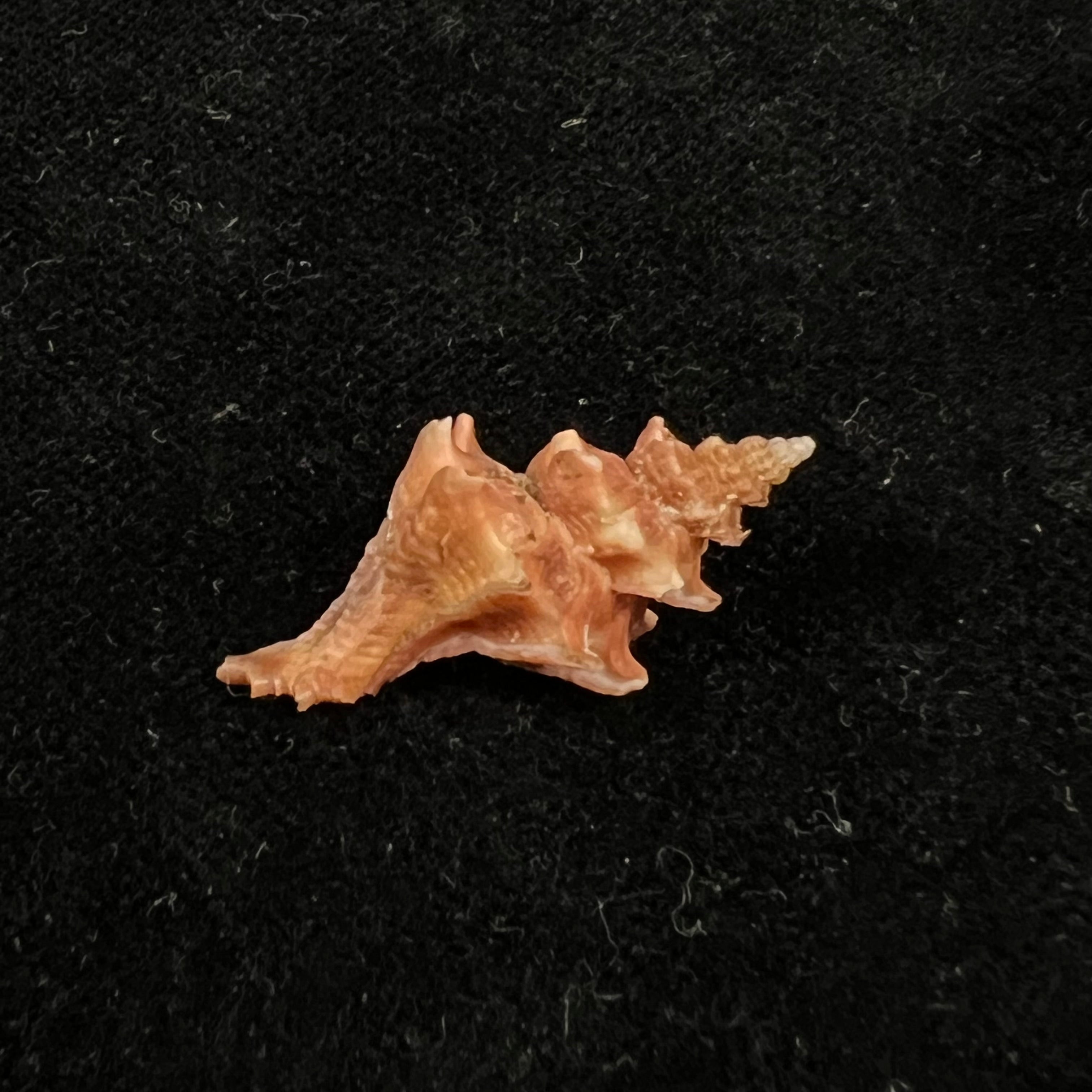 Trophon pelseneeri EA Smith，1915年 - 27,3mm