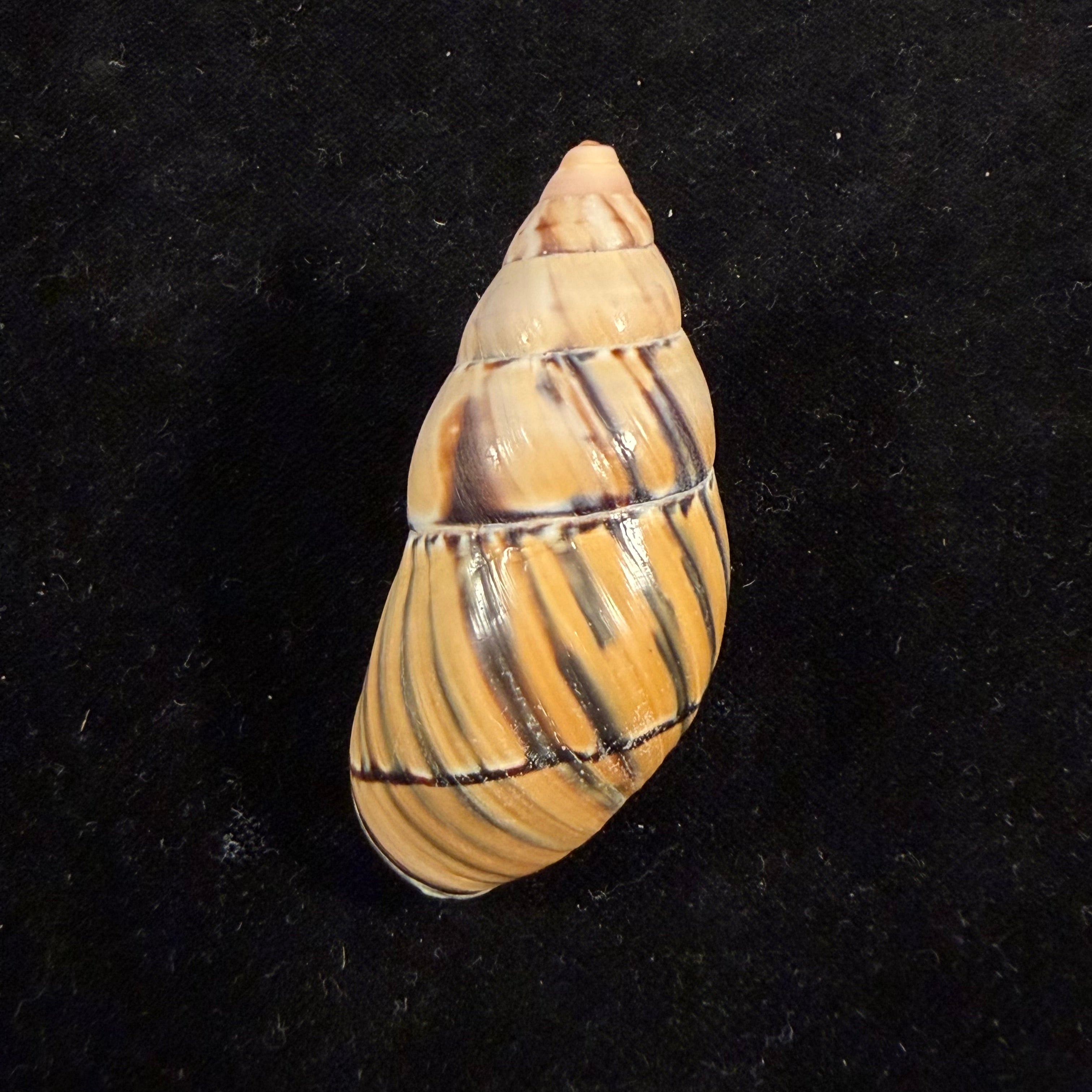 Porphyrobaphe approximata Fulton, 1896 - 59,6mm