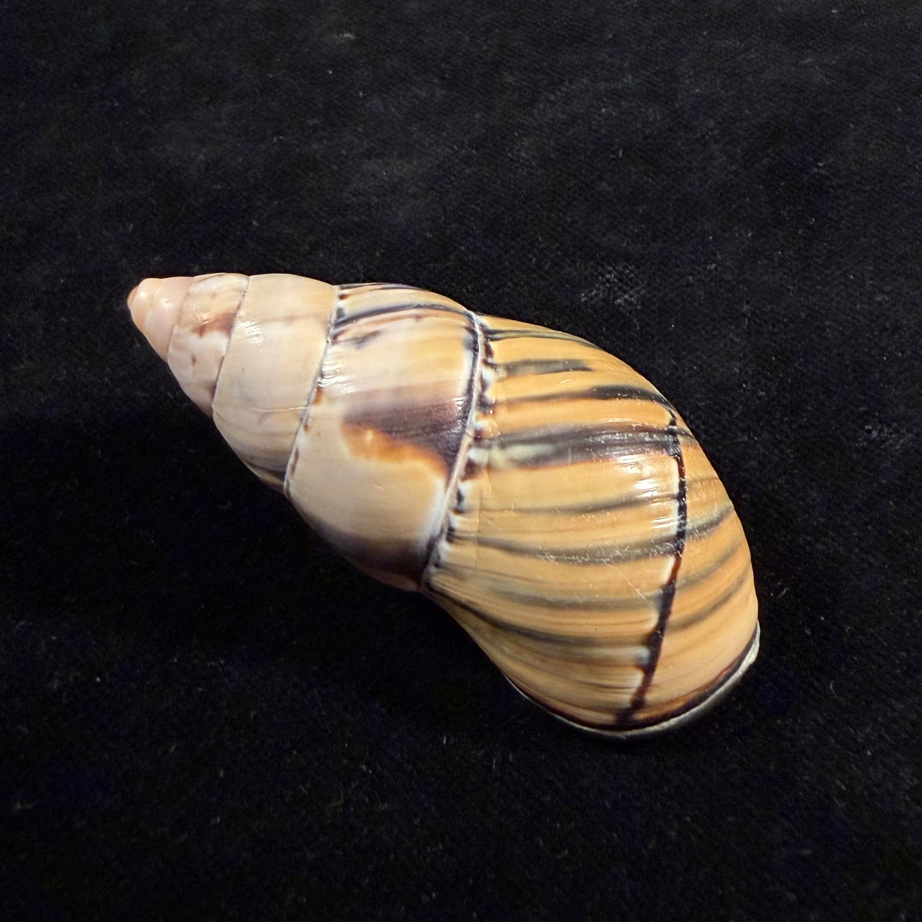 Porphyrobaphe approximata Fulton, 1896 - 59,6mm