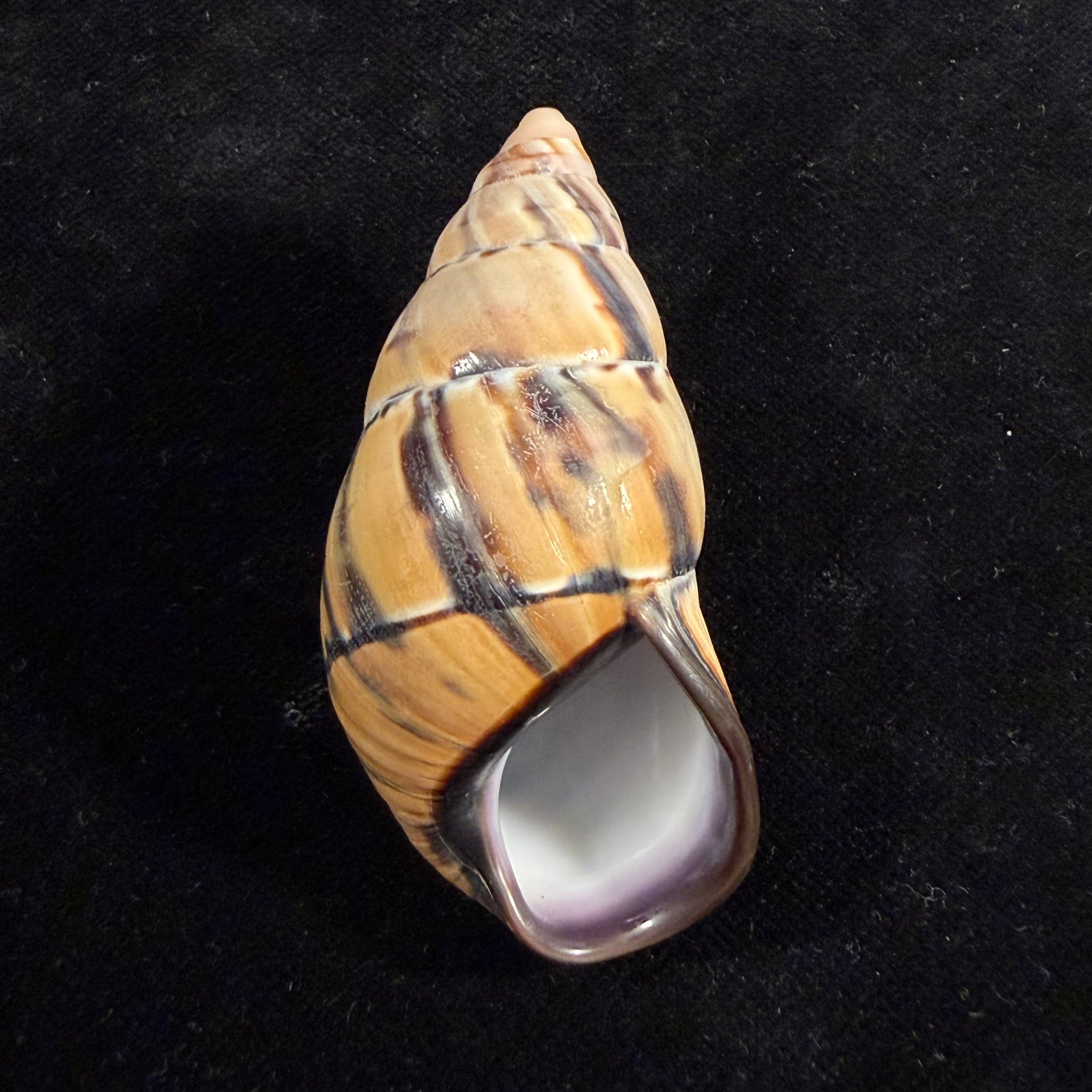 Porphyrobaphe approximata Fulton, 1896 - 59,6mm