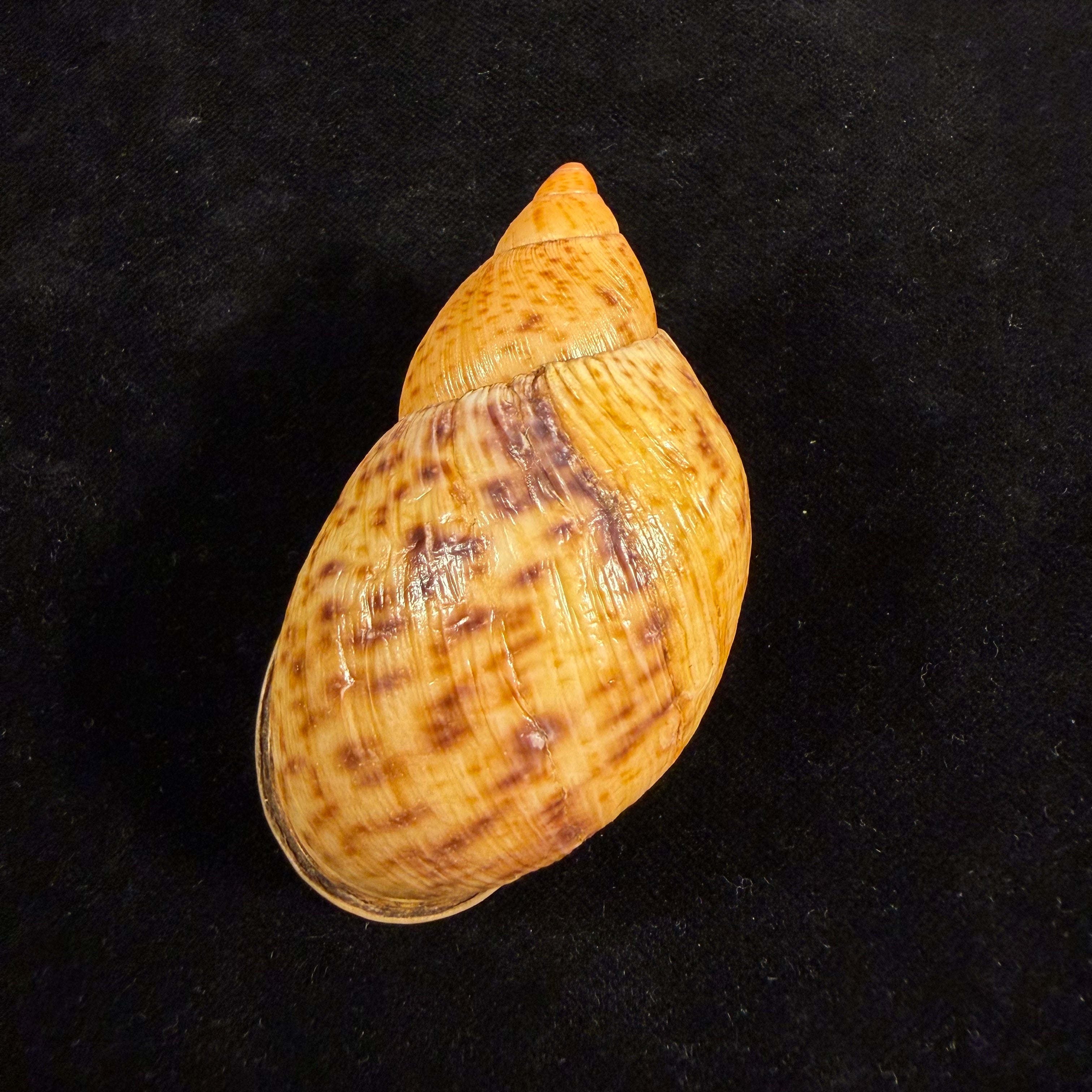 Plekocheilus coloratus ampullaroides (Mousson, 1873) - 74,5mm