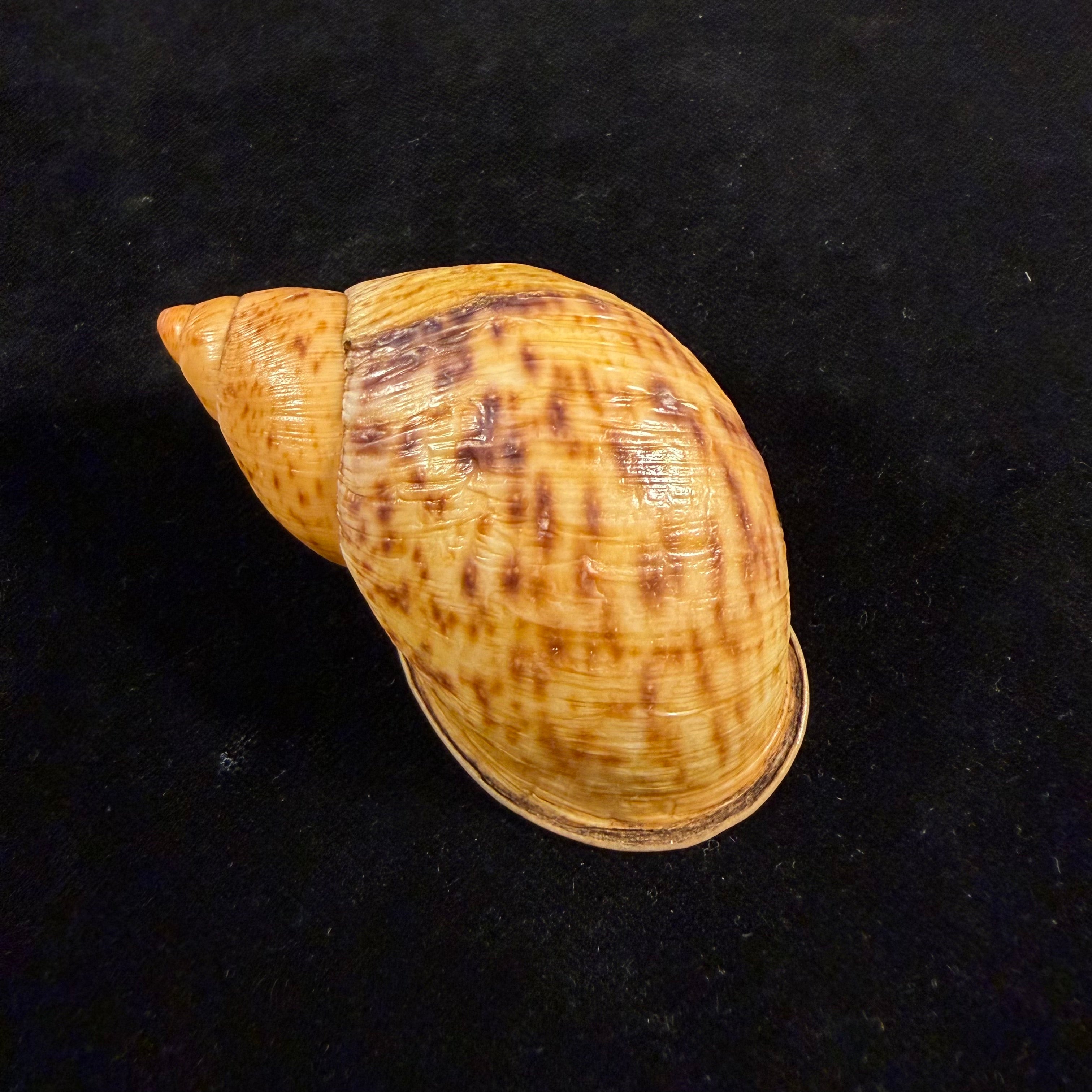 Plekocheilus coloratus ampullaroides (Mousson, 1873) - 74,5mm