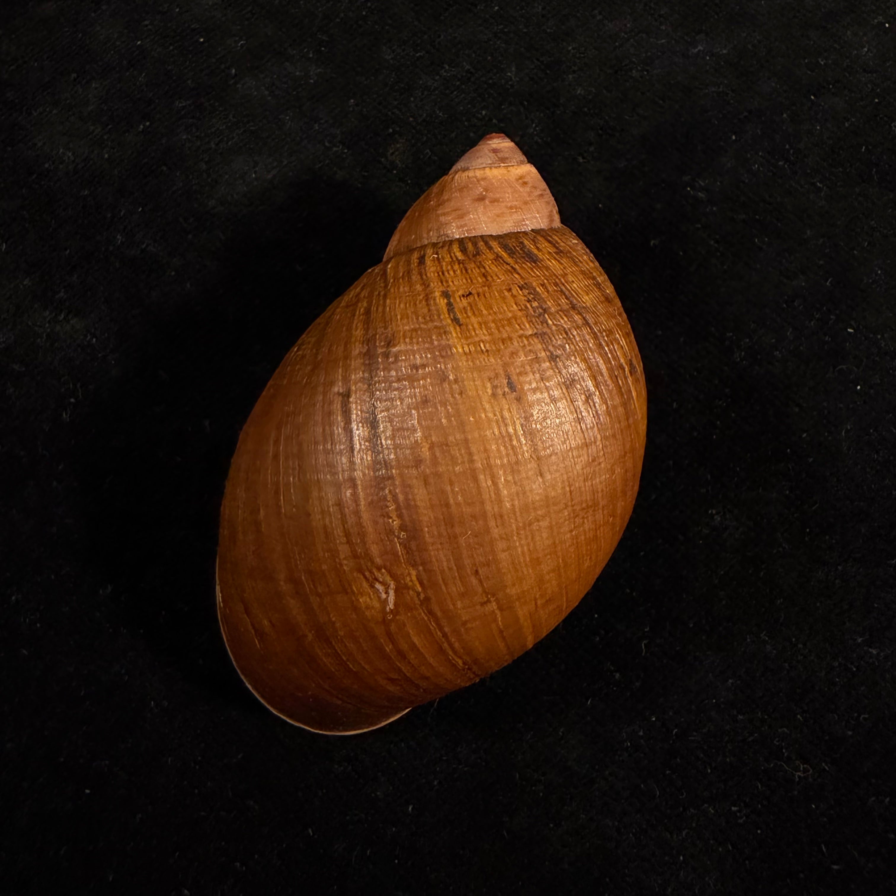 Plekocheilus cf. nachiyacu Pilsbry, 1939 - 60,6mm