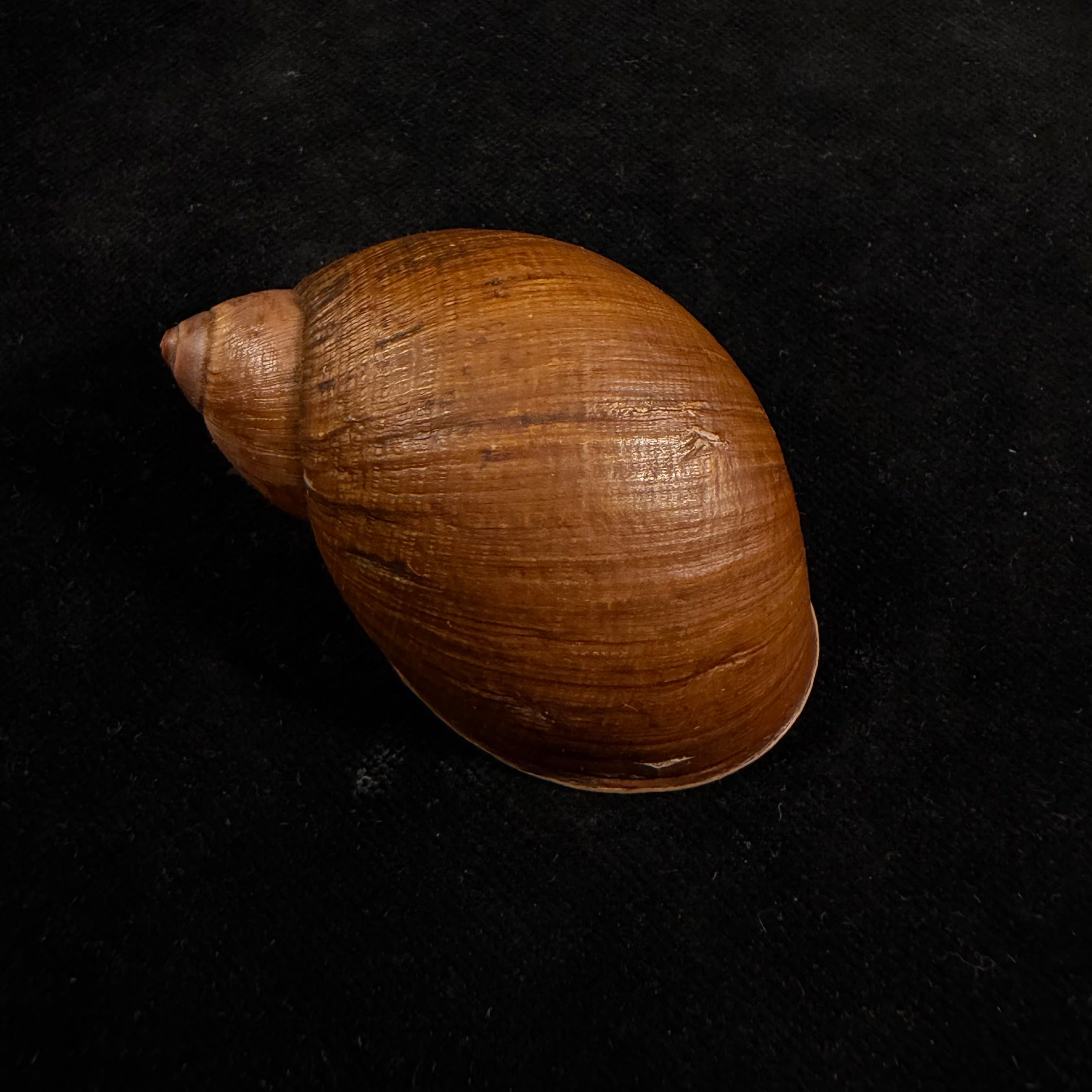 Plekocheilus cf. nachiyacu Pilsbry, 1939 - 60,6mm