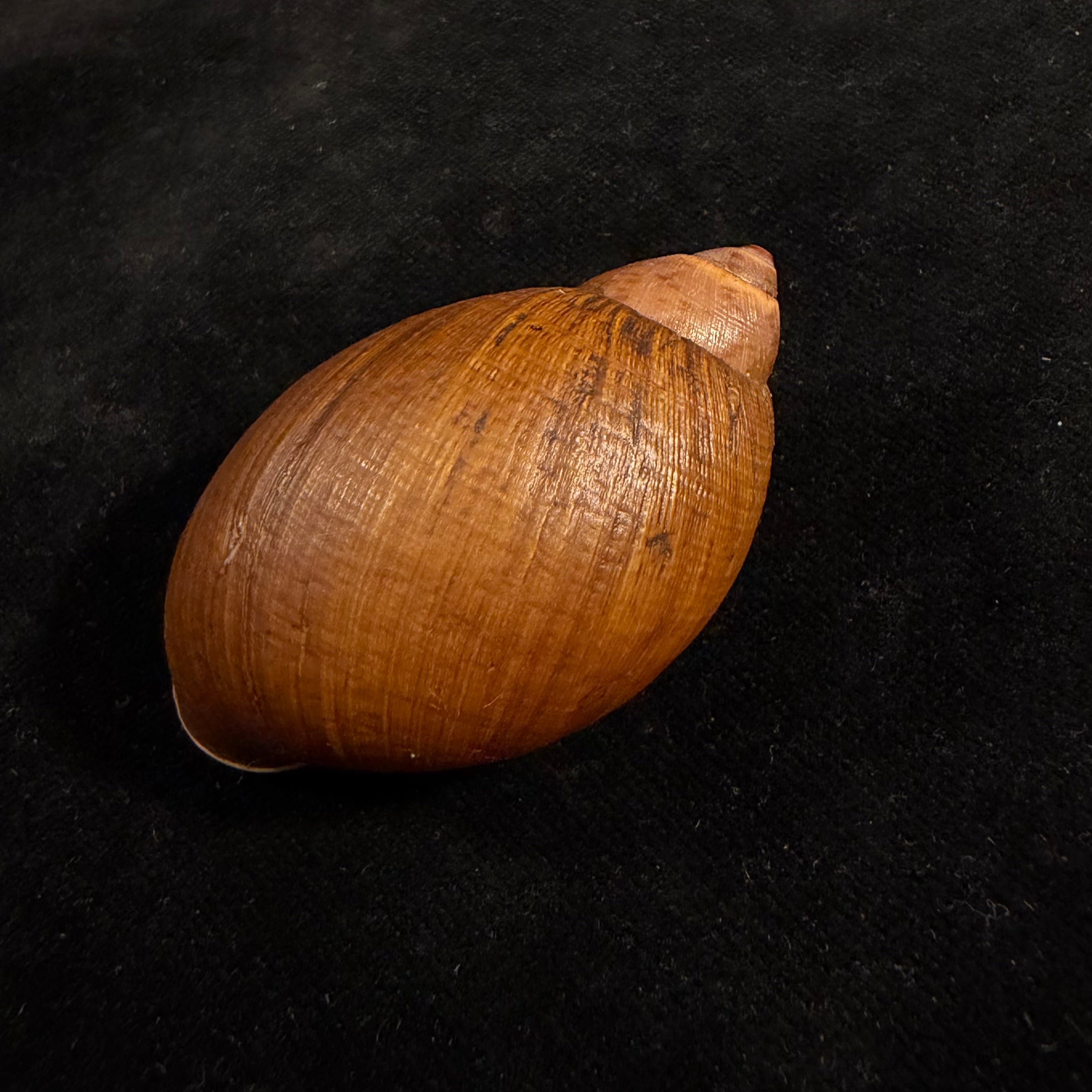 Plekocheilus cf. nachiyacu Pilsbry, 1939 - 60,6mm