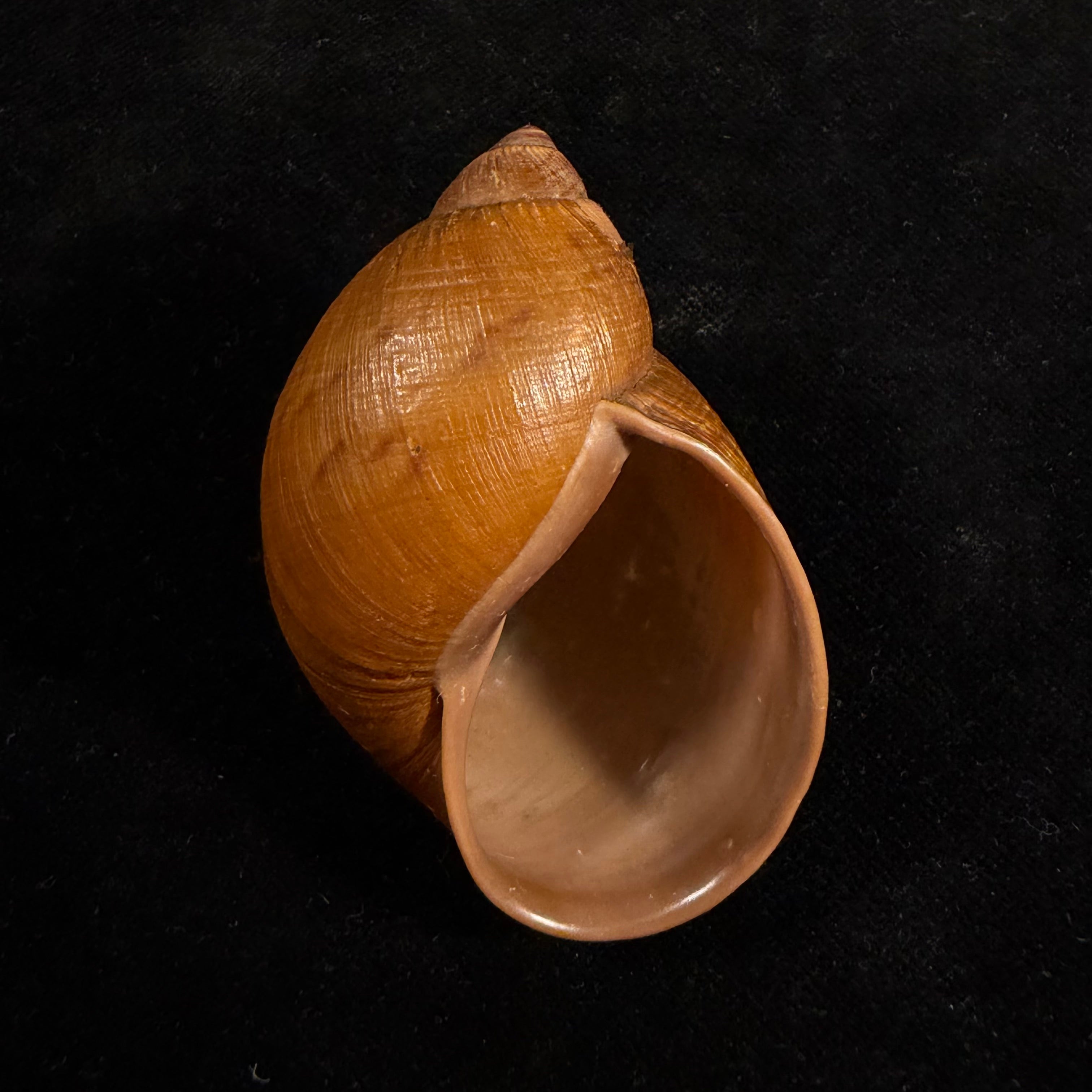 Plekocheilus cf. nachiyacu Pilsbry, 1939 - 60,6mm