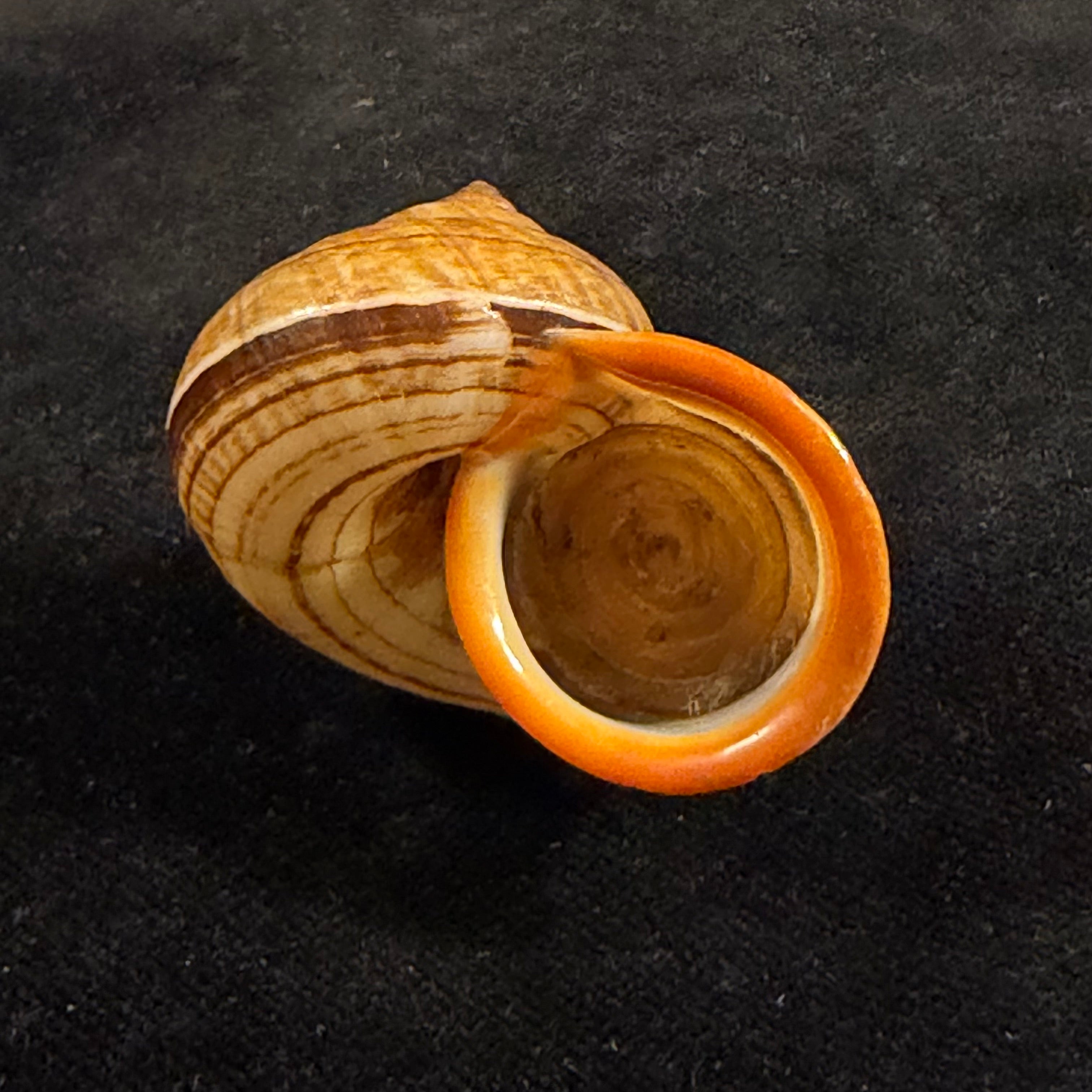 Cyclophorus aurantiacus (Schumacher, 1817) - 42,8mm