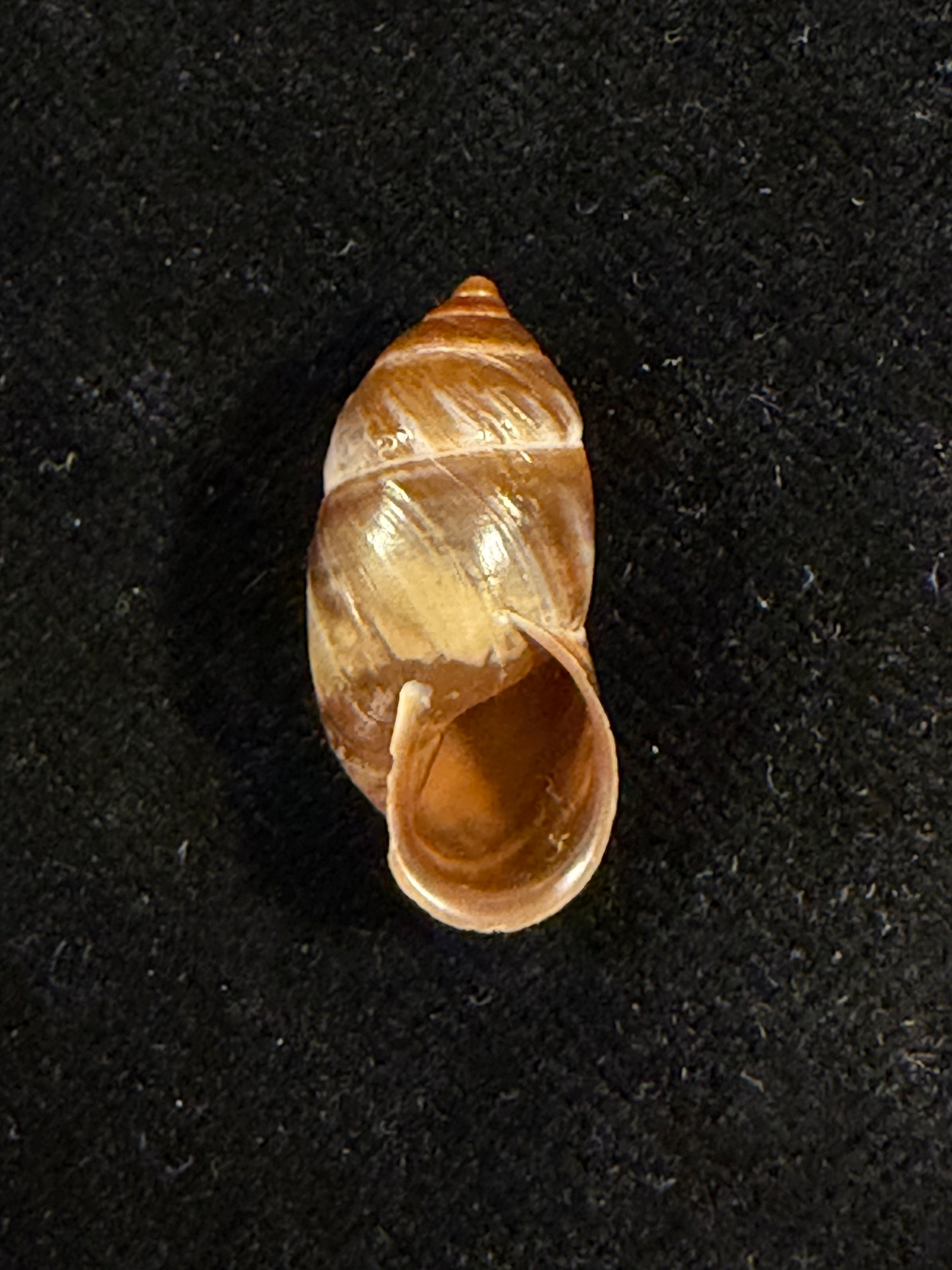 Pupinidius pulchellus Z.-G. Chen, Y.-T. Dai, X.-P. Wu & Ouyang, 2024 - 22,8mm
