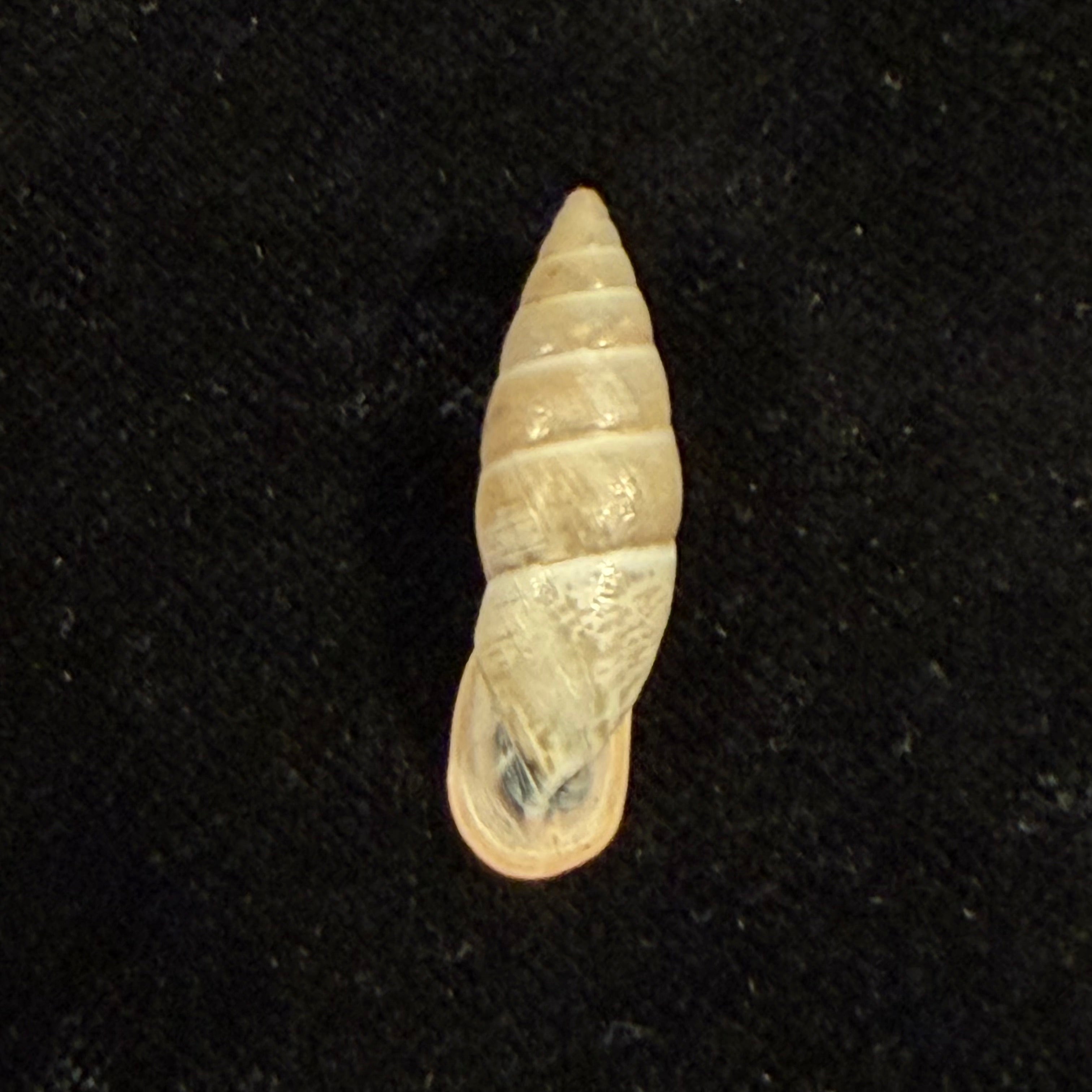 Bahiensis punctatissimus (R. P. Lesson, 1831) - 27,7mm