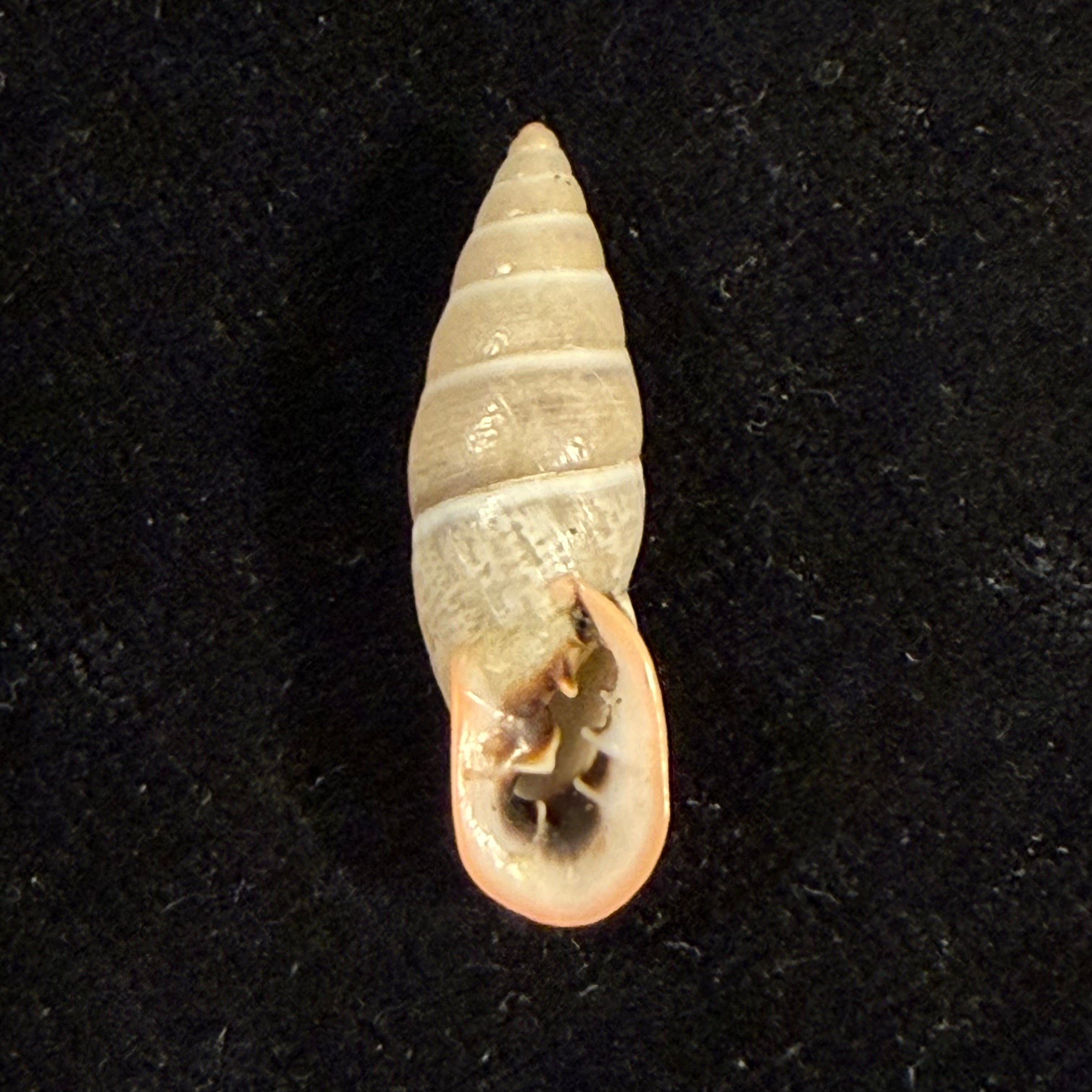 Bahiensis punctatissimus (R. P. Lesson, 1831) - 27,7mm