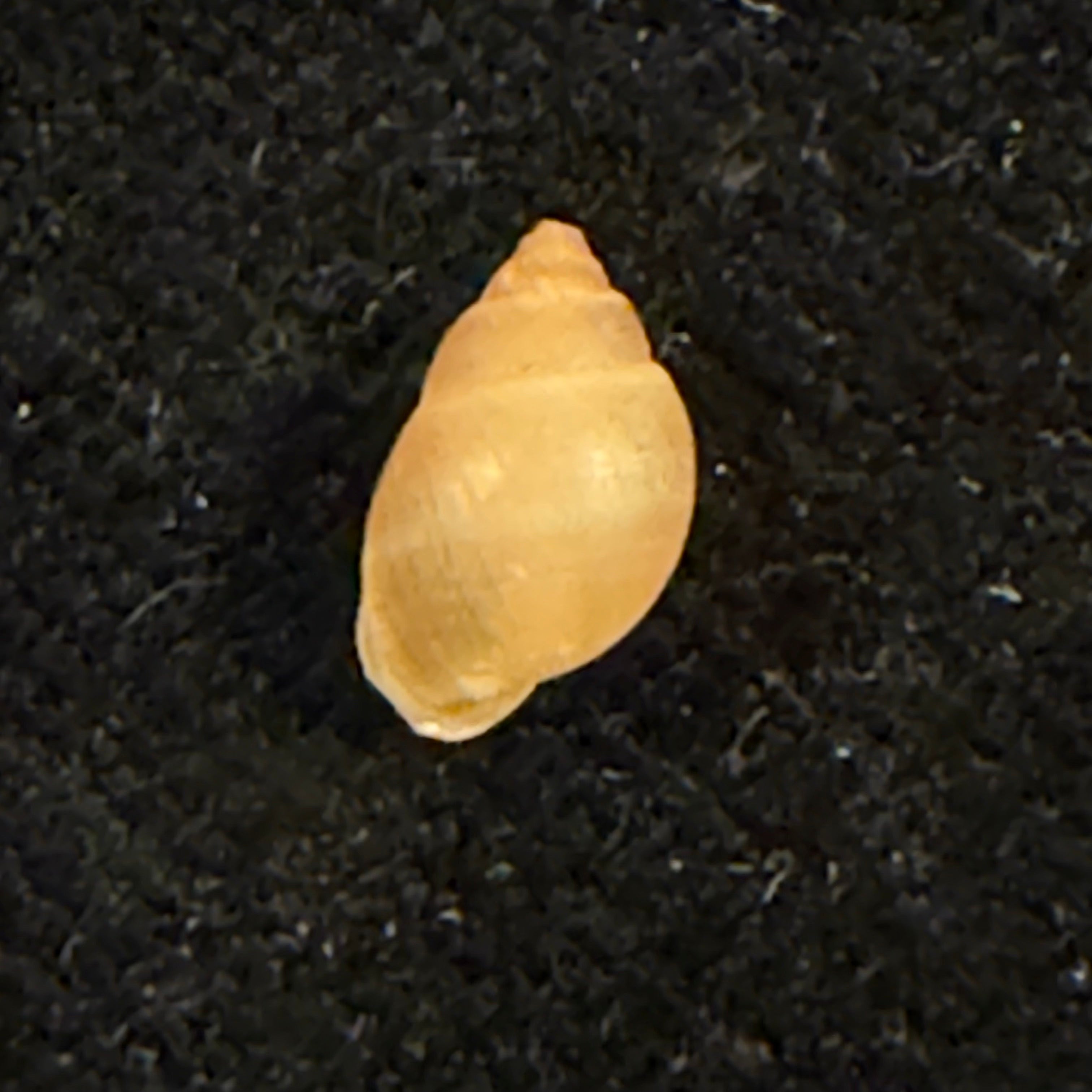 Hyperaulax ridleyi (E. A. Smith, 1890) - 8,6mm