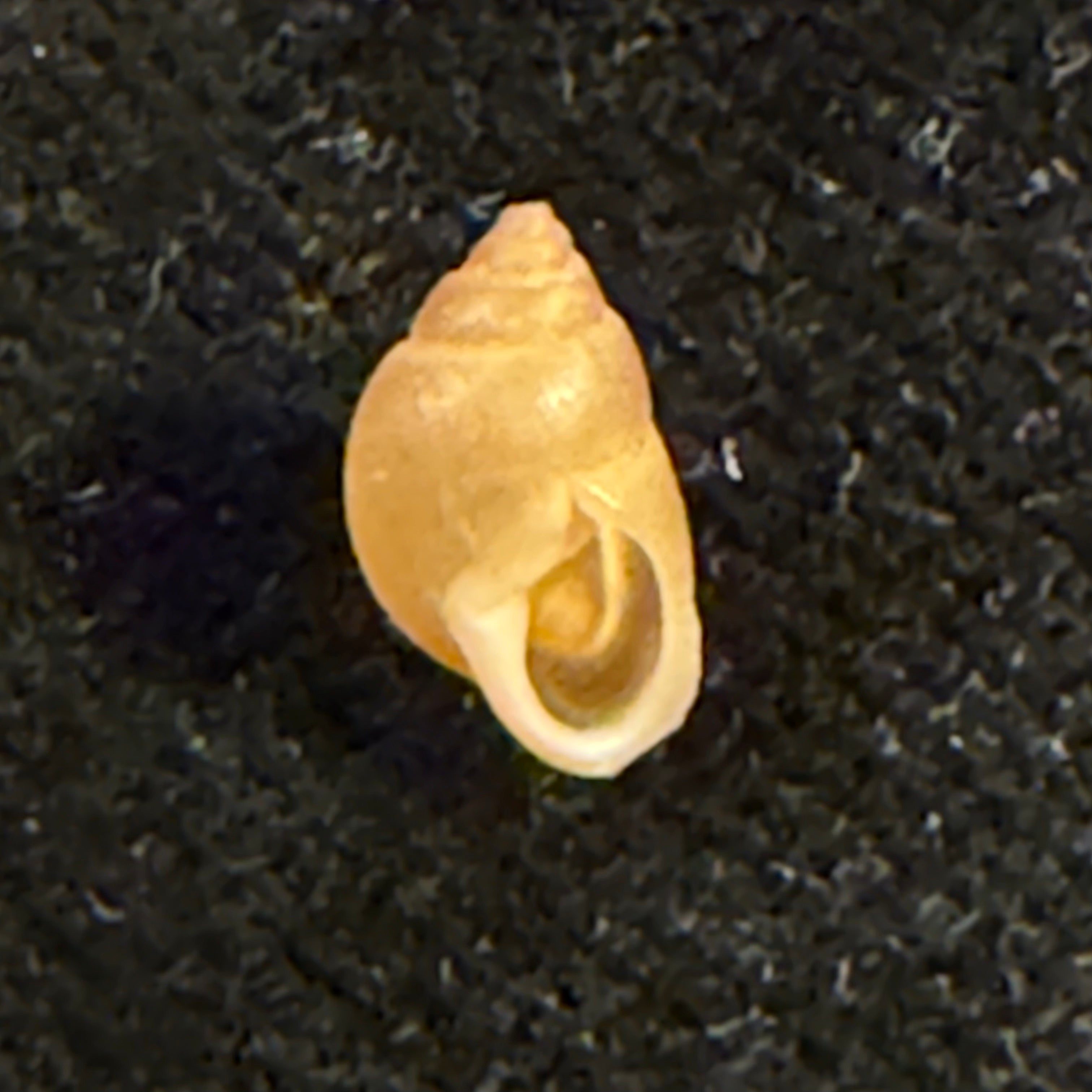 Hyperaulax ridleyi (E. A. Smith, 1890) - 8,6mm