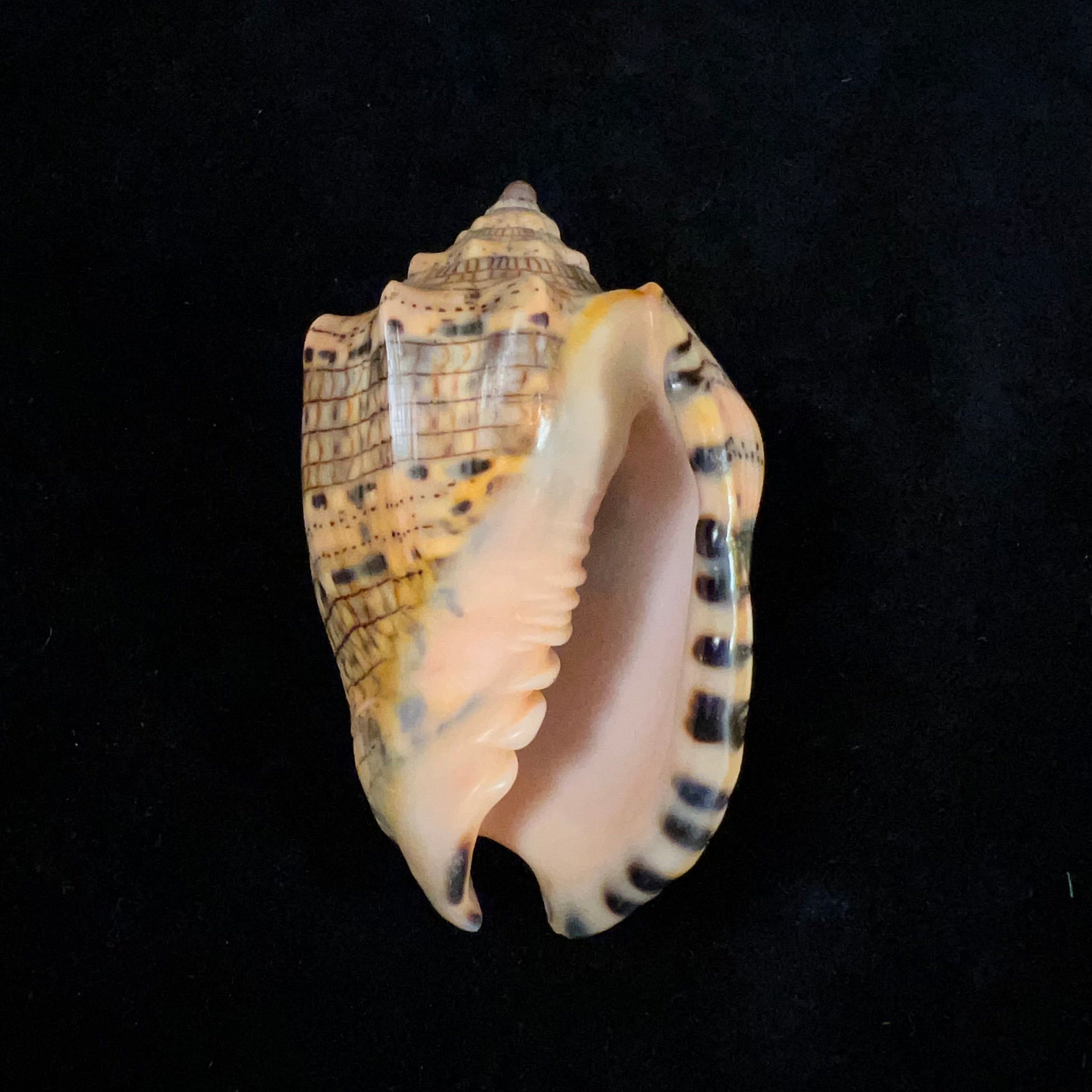 Voluta musica Linnaeus, 1758 - 82,8mm