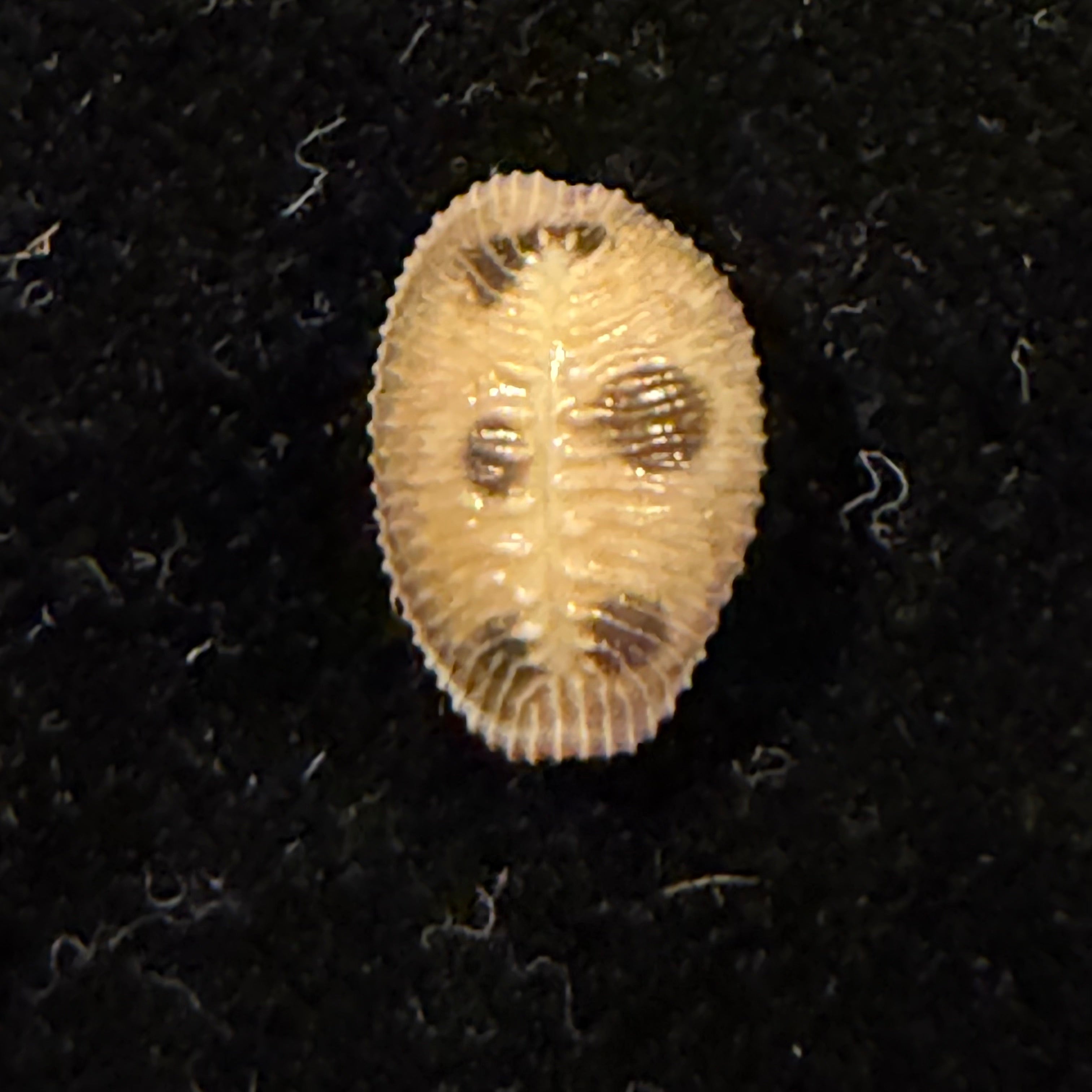 Pusula pediculus (Linnaeus, 1758) - 10,7mm